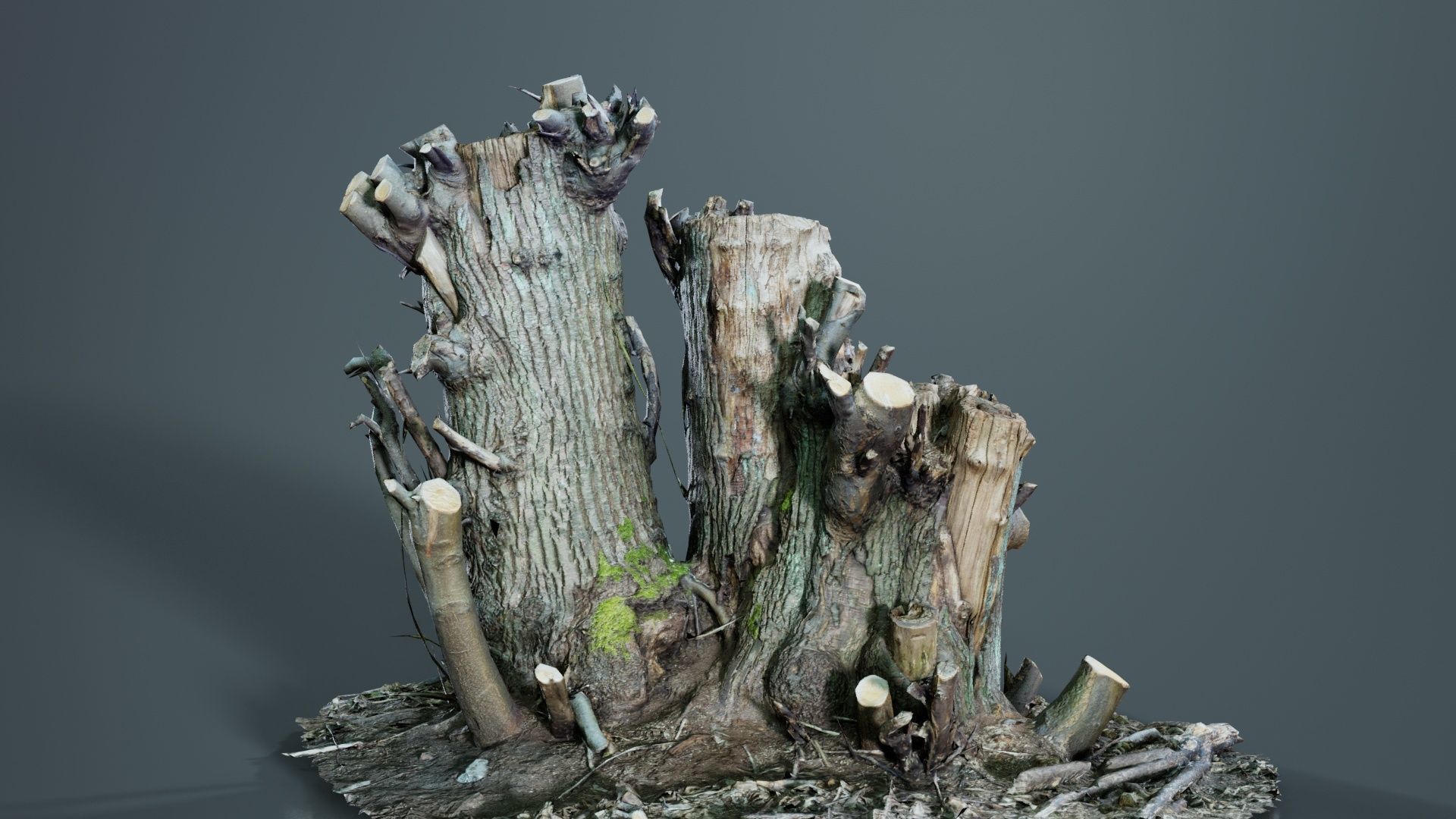 Cut Tree Tripple Stumps Low-poly 3D model_5