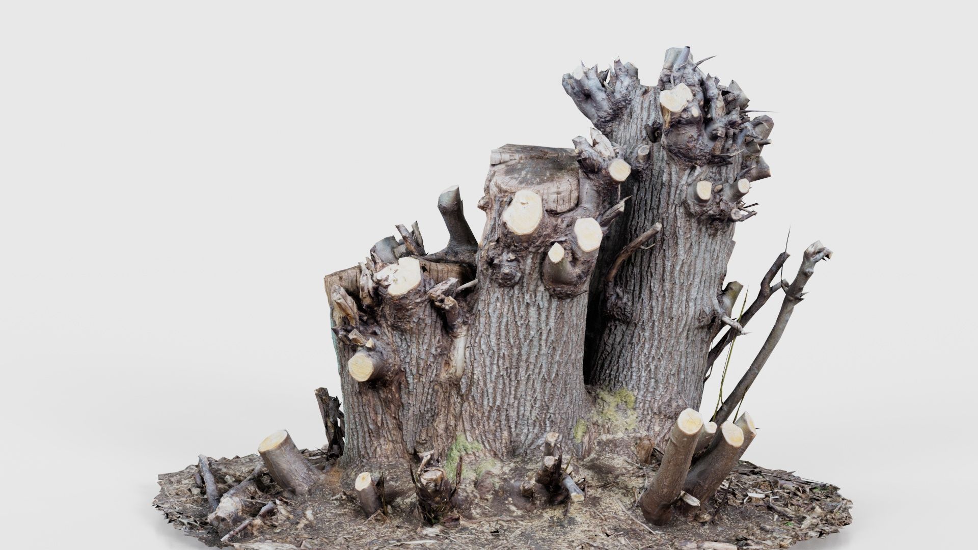 Cut Tree Tripple Stumps Low-poly 3D model_22