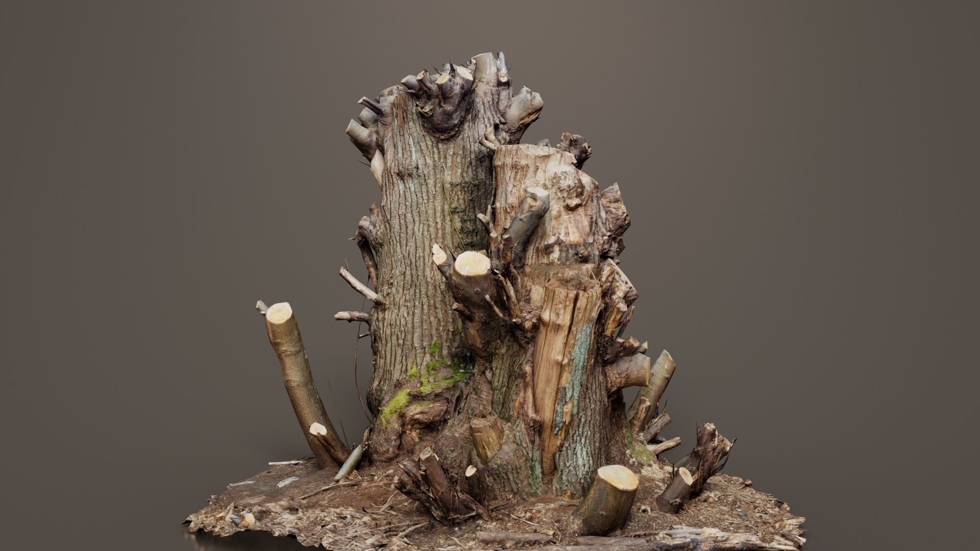 Cut Tree Tripple Stumps Low-poly 3D model_3