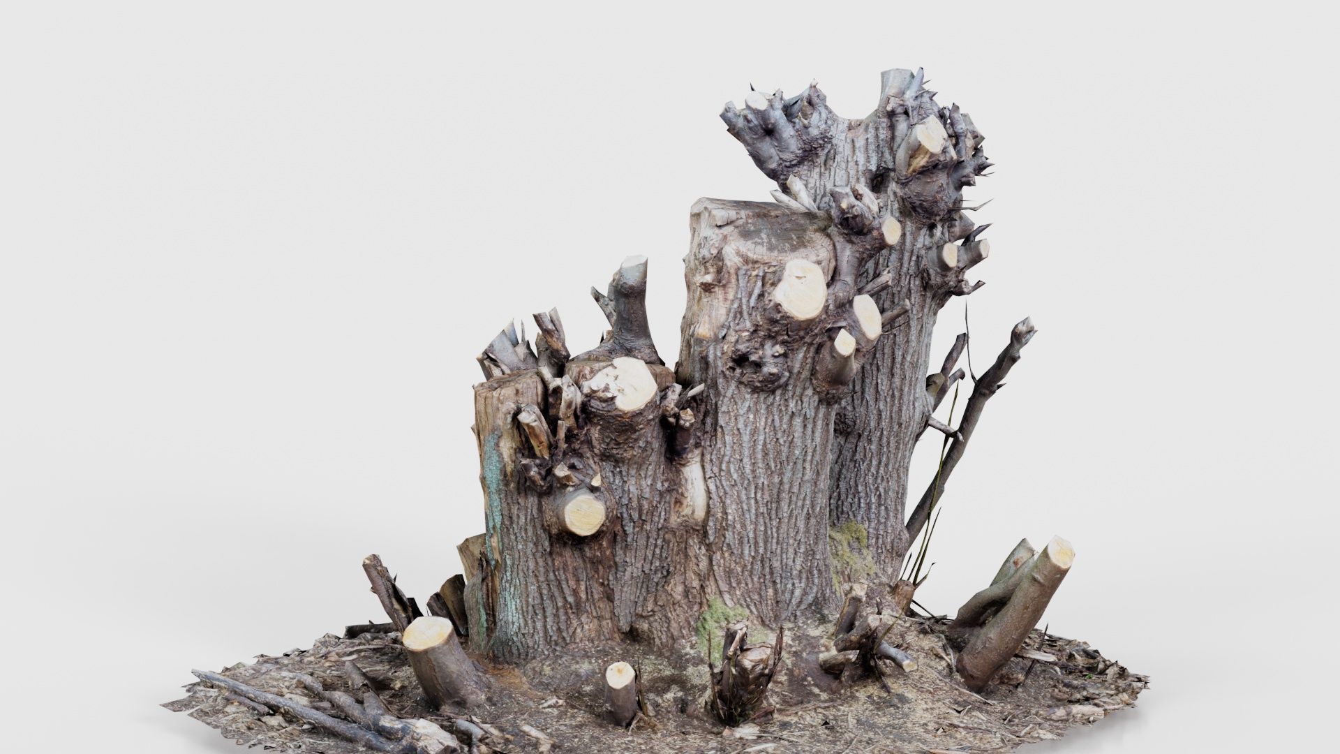 Cut Tree Tripple Stumps Low-poly 3D model_23