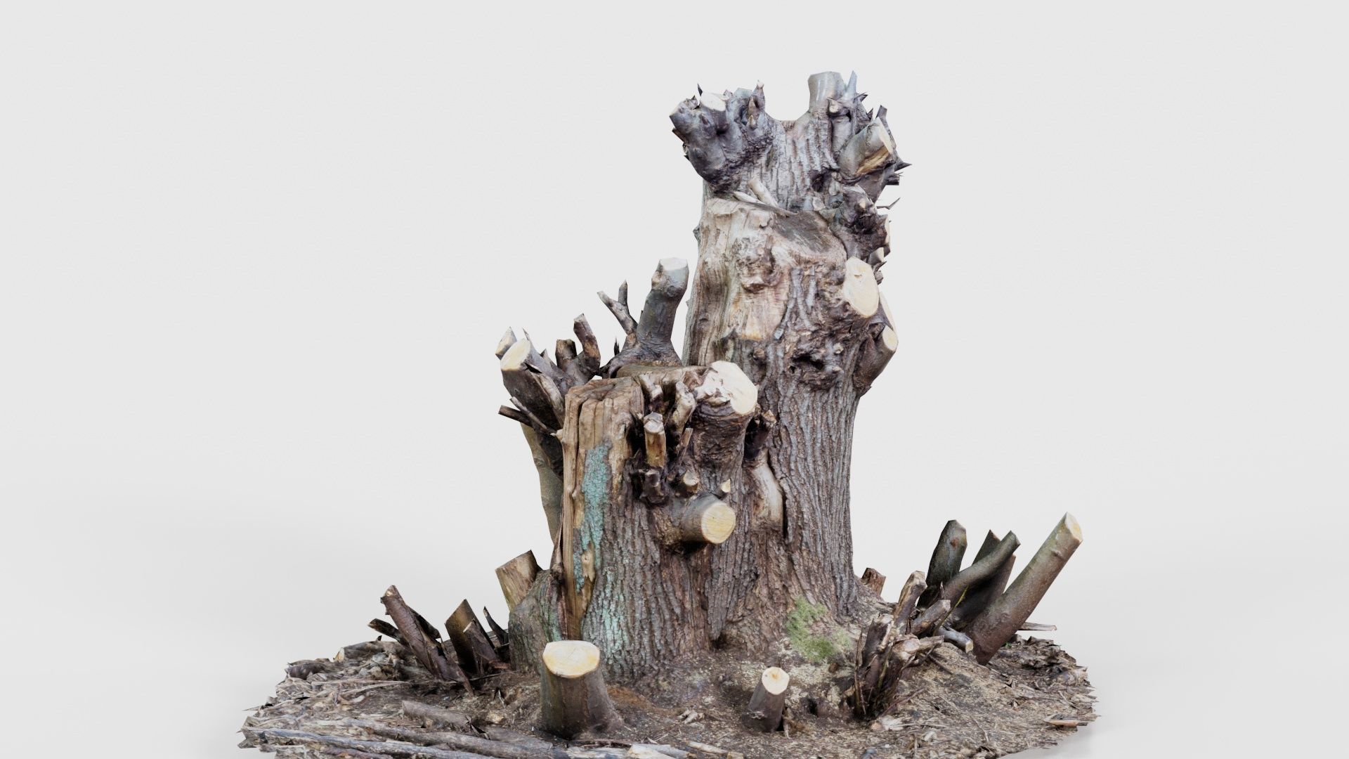 Cut Tree Tripple Stumps Low-poly 3D model_24