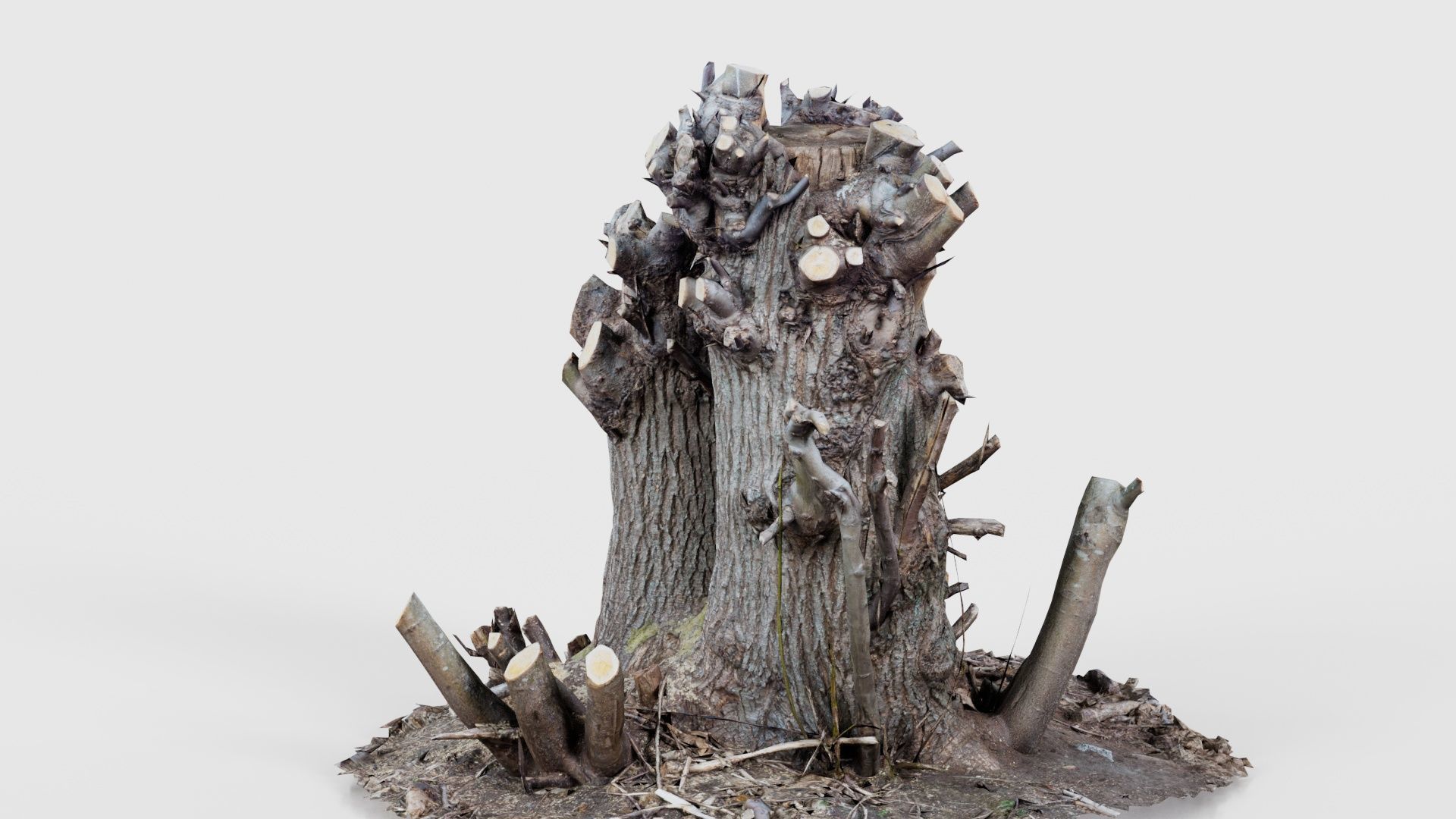 Cut Tree Tripple Stumps Low-poly 3D model_19