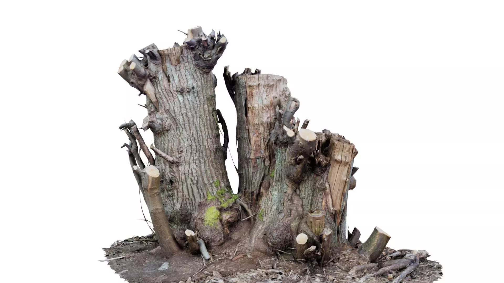 Cut Tree Tripple Stumps Low-poly 3D model_0