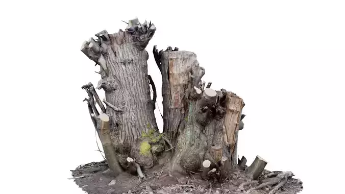 Cut Tree Tripple Stumps Low-poly 3D model