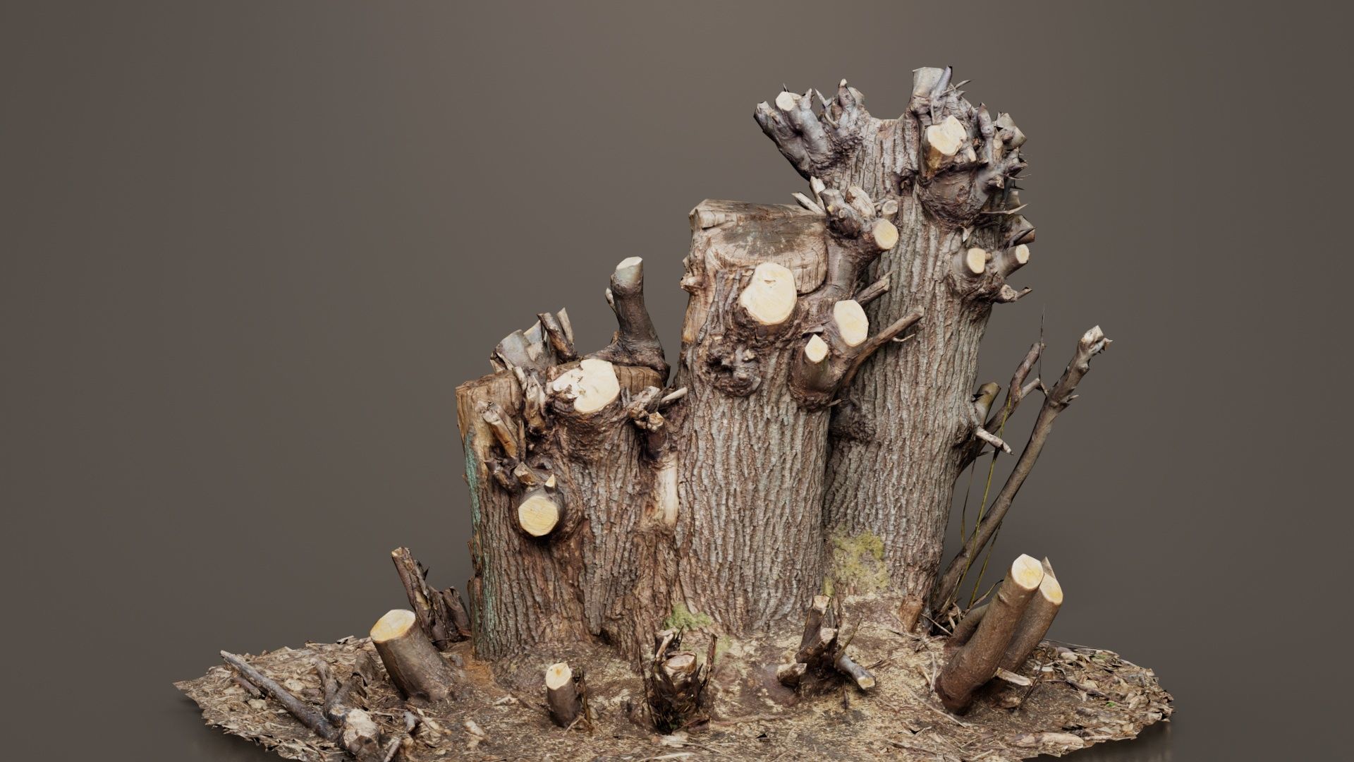 Cut Tree Tripple Stumps Low-poly 3D model_2