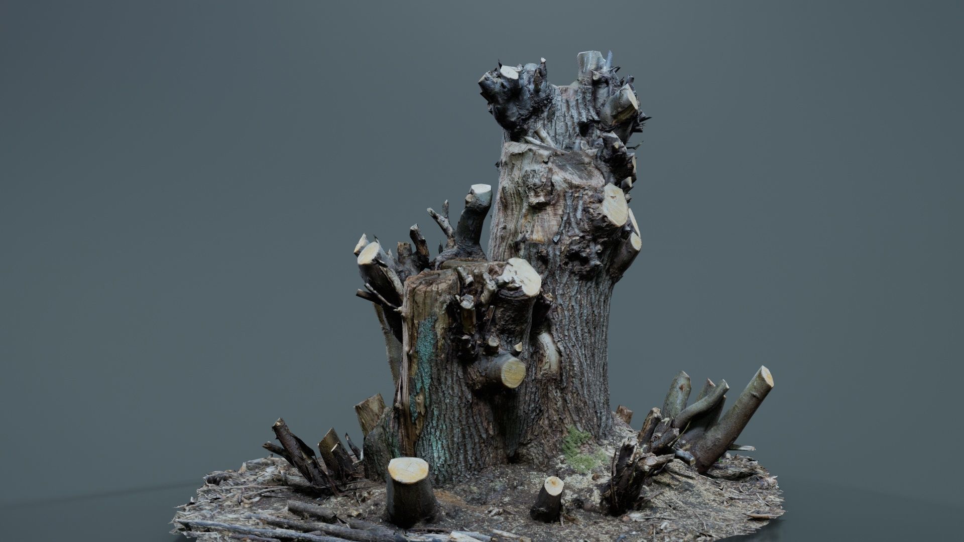 Cut Tree Tripple Stumps Low-poly 3D model_7