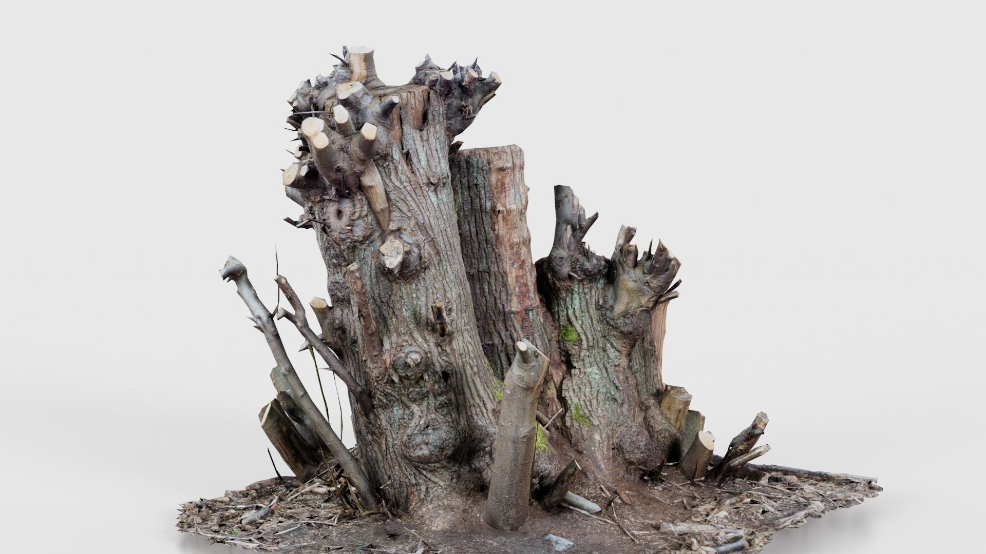 Cut Tree Tripple Stumps Low-poly 3D model_17