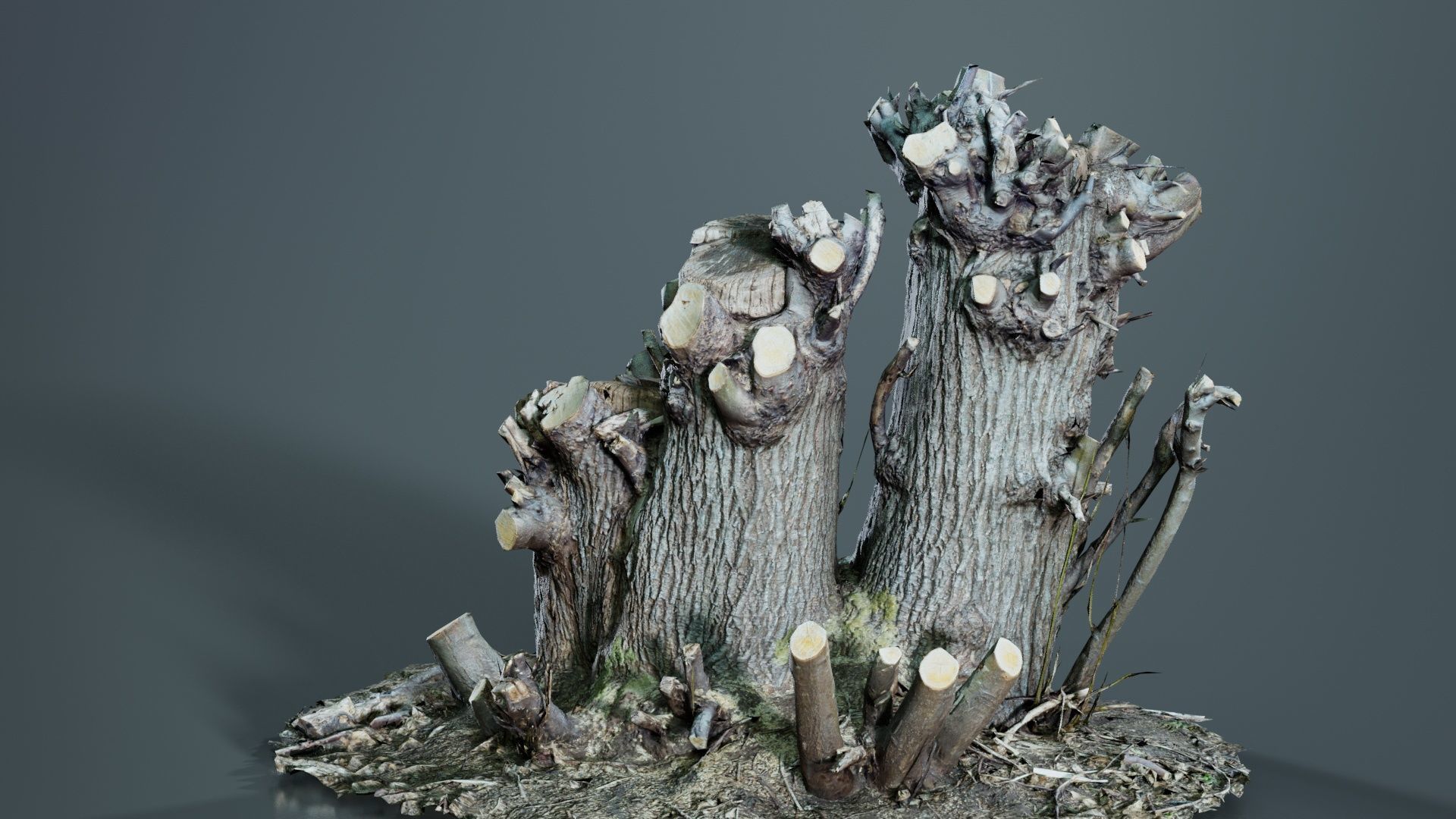 Cut Tree Tripple Stumps Low-poly 3D model_8