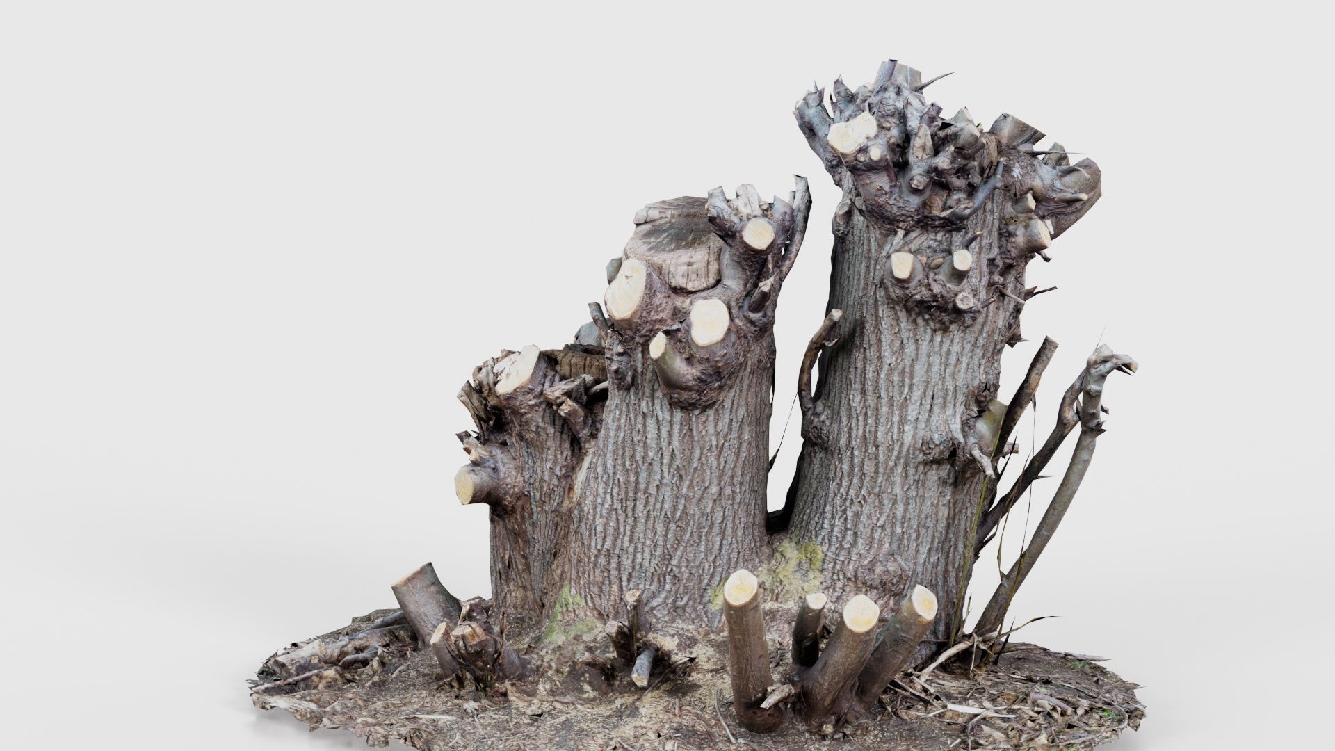 Cut Tree Tripple Stumps Low-poly 3D model_21