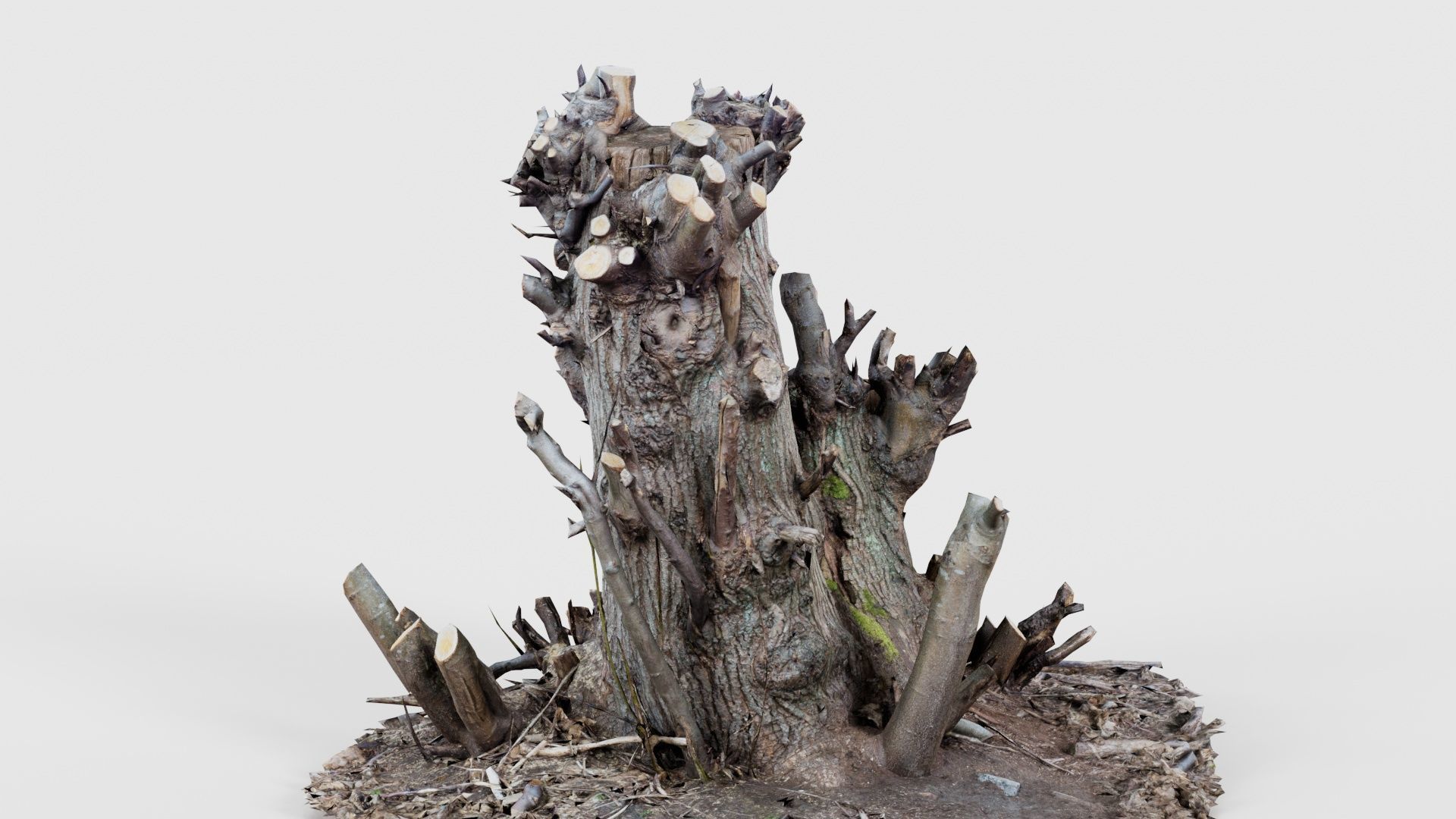 Cut Tree Tripple Stumps Low-poly 3D model_18