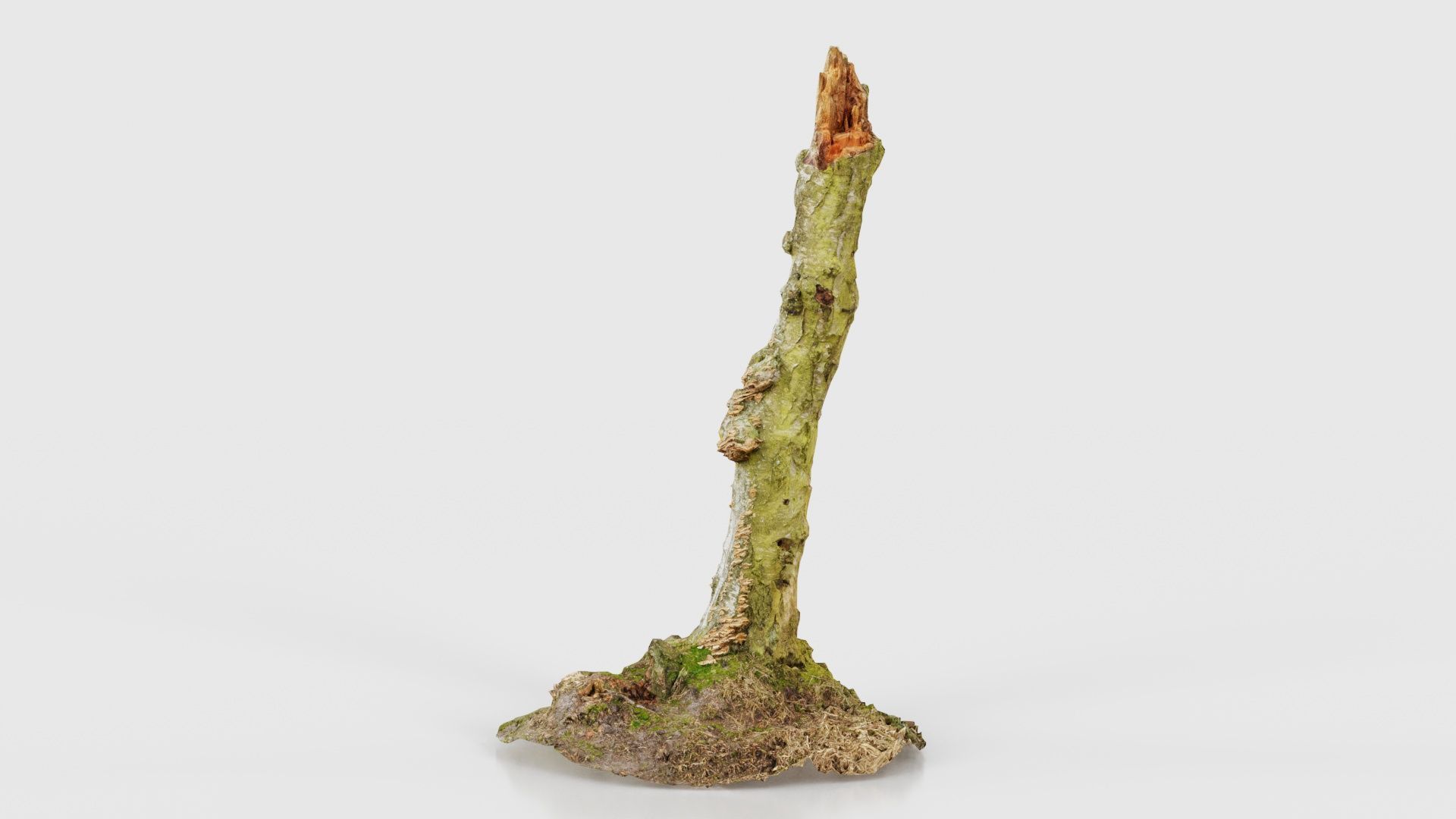 Cute Stump Bark Tree Low-poly 3D model_25