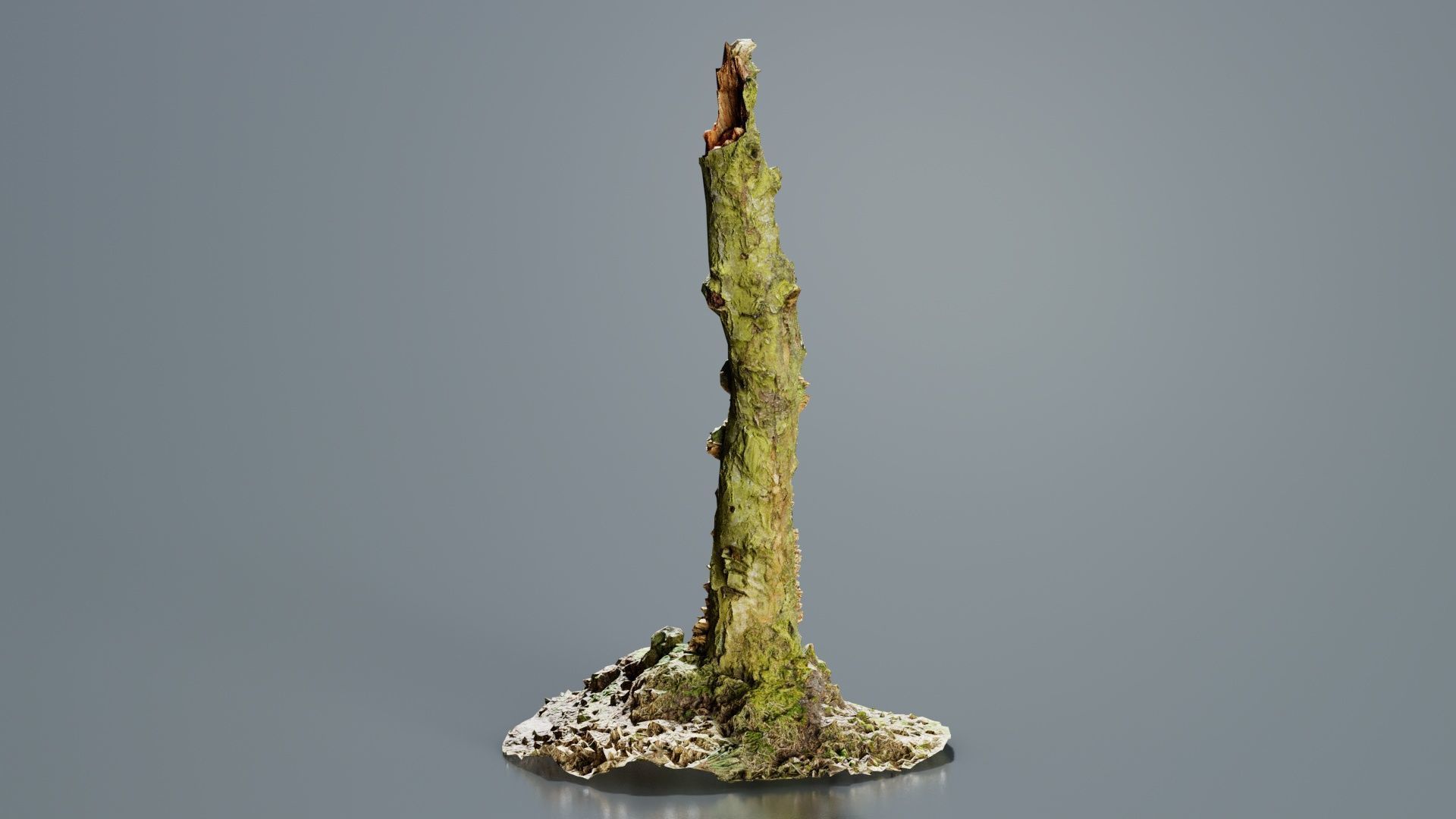 Cute Stump Bark Tree Low-poly 3D model_2