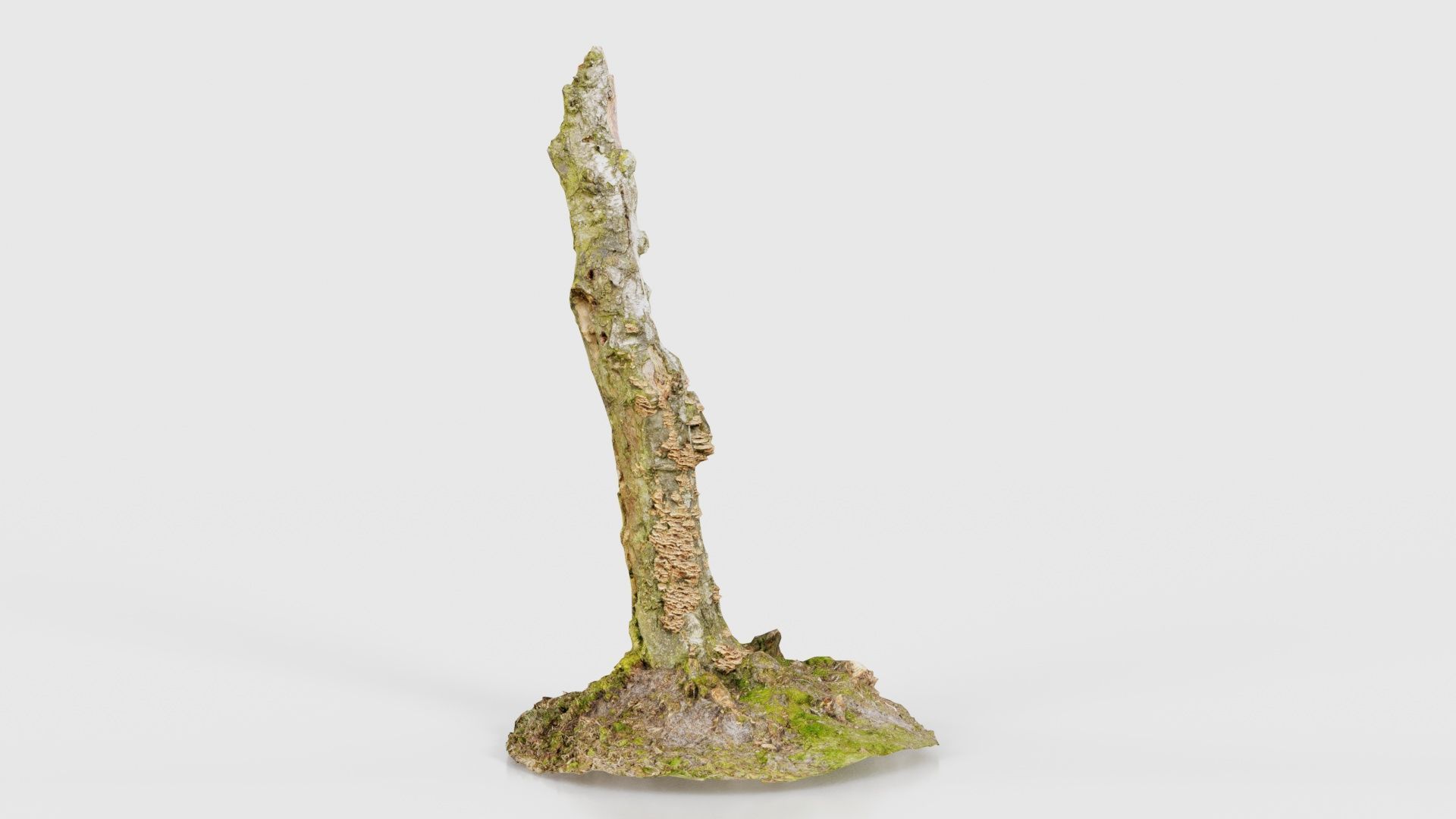 Cute Stump Bark Tree Low-poly 3D model_19