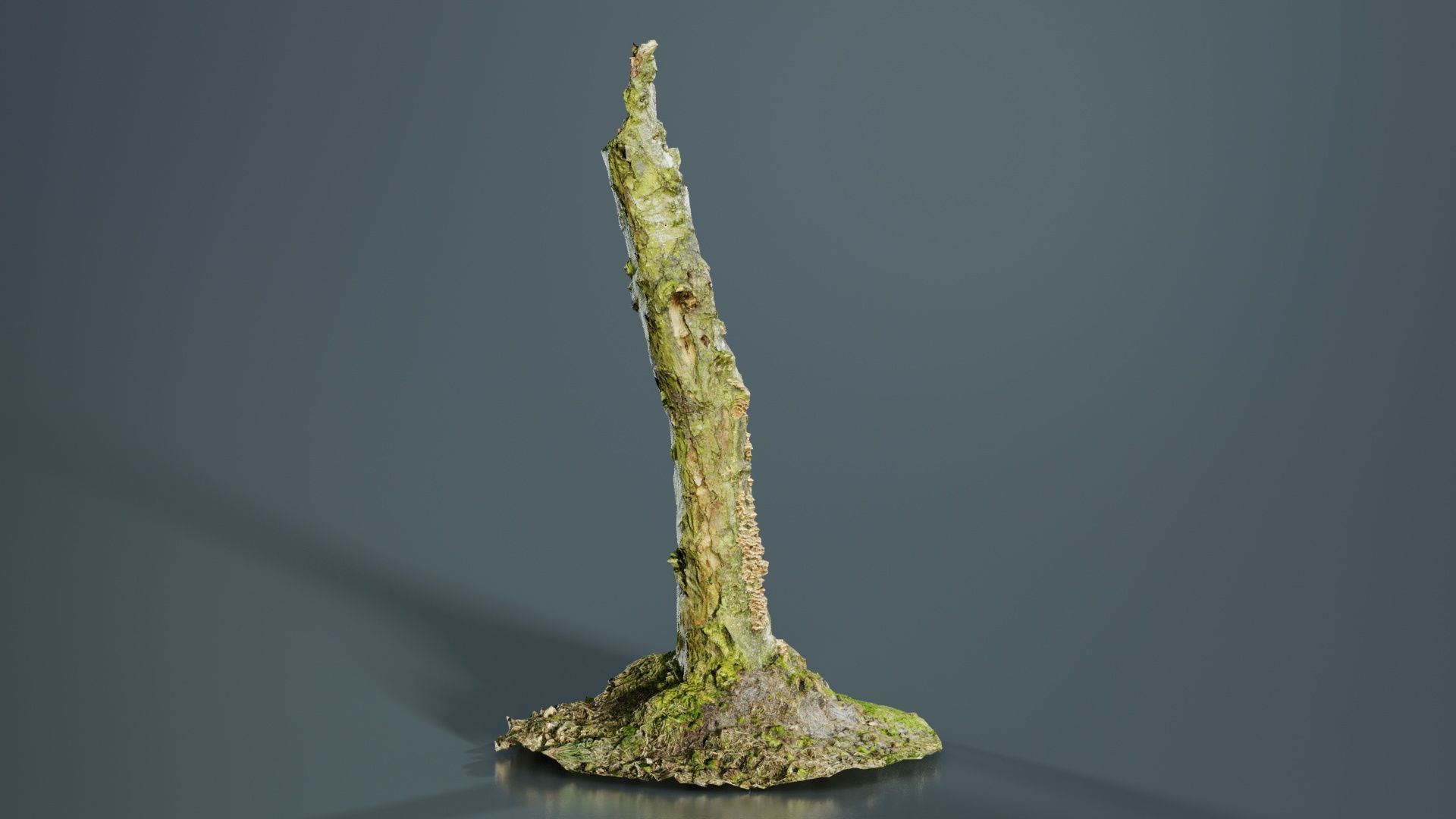 Cute Stump Bark Tree Low-poly 3D model_8