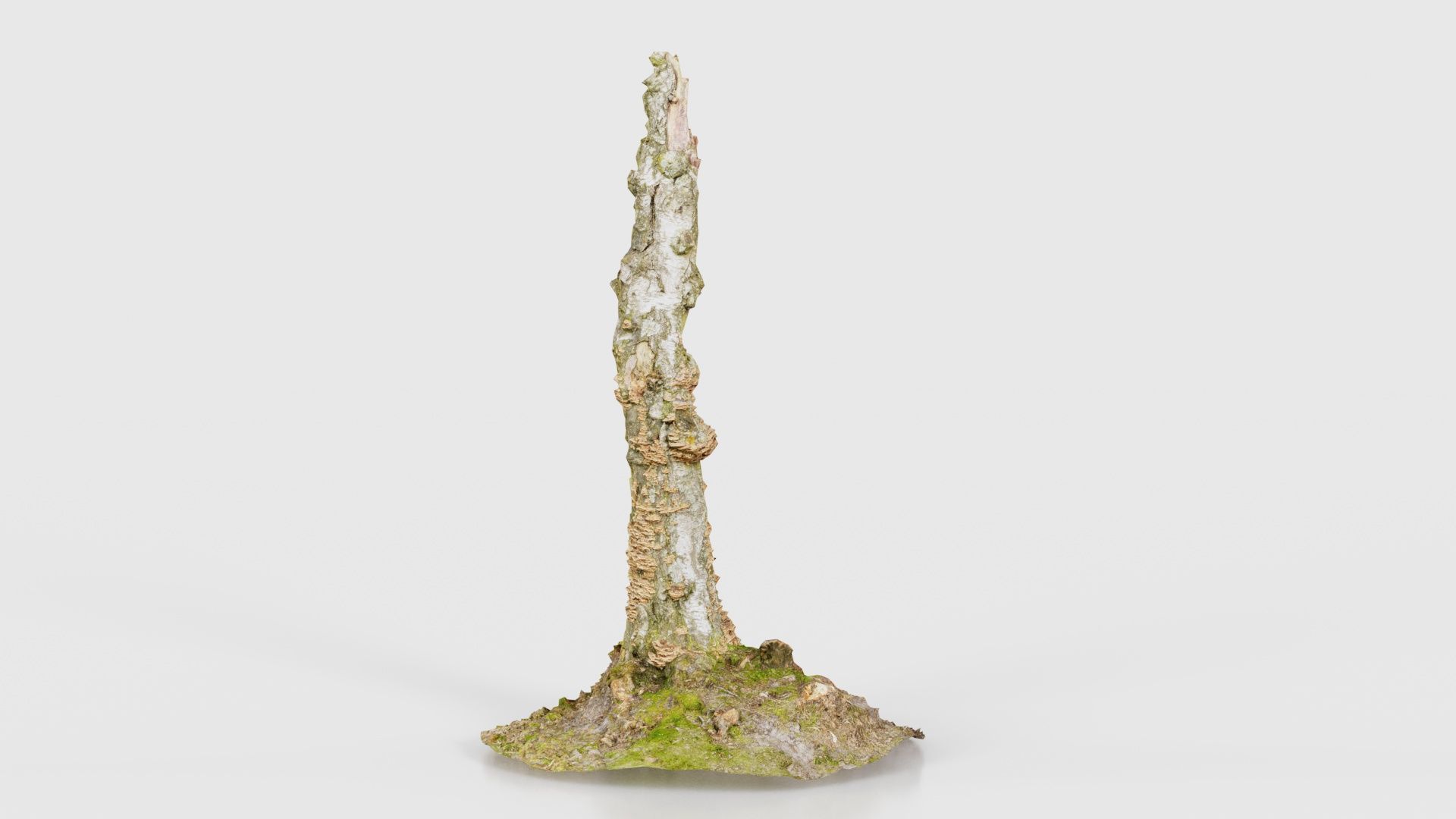Cute Stump Bark Tree Low-poly 3D model_17