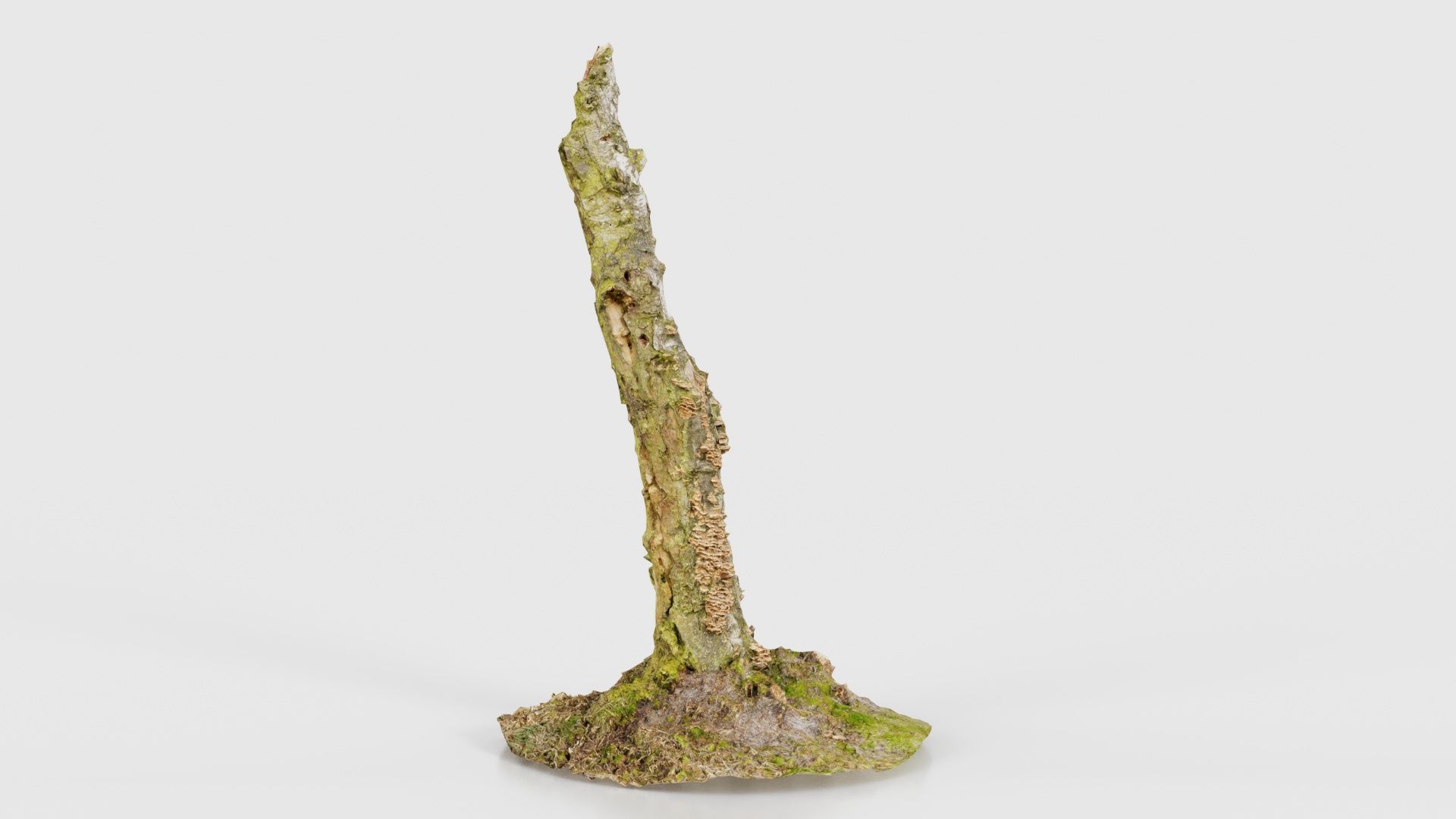 Cute Stump Bark Tree Low-poly 3D model_20