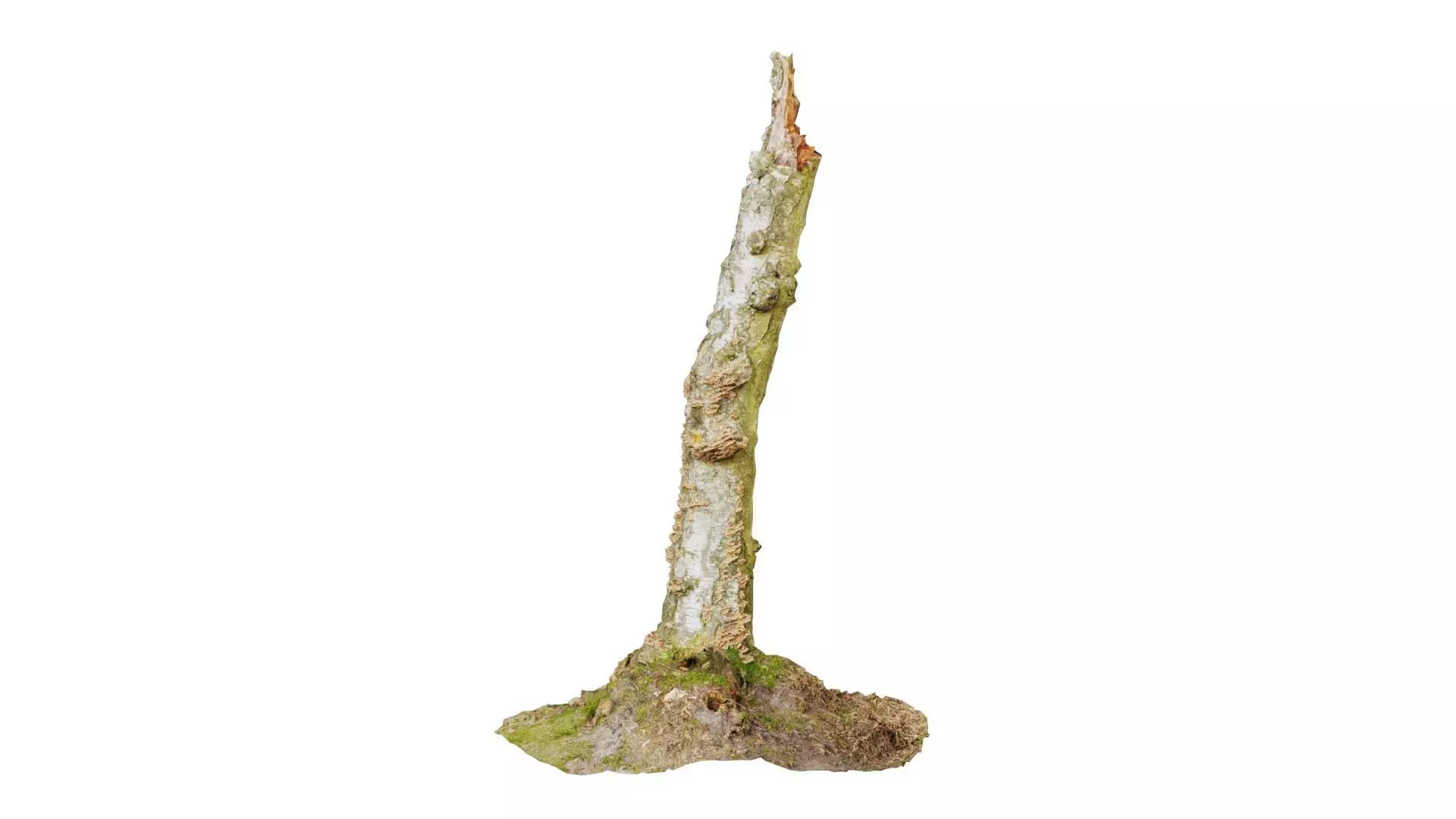 Cute Stump Bark Tree Low-poly 3D model_0