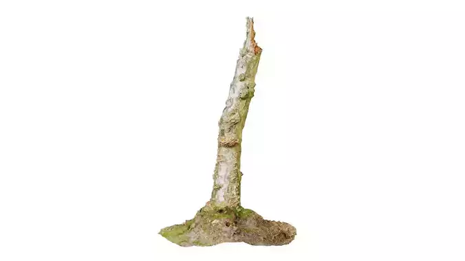 Cute Stump Bark Tree Low-poly 3D model