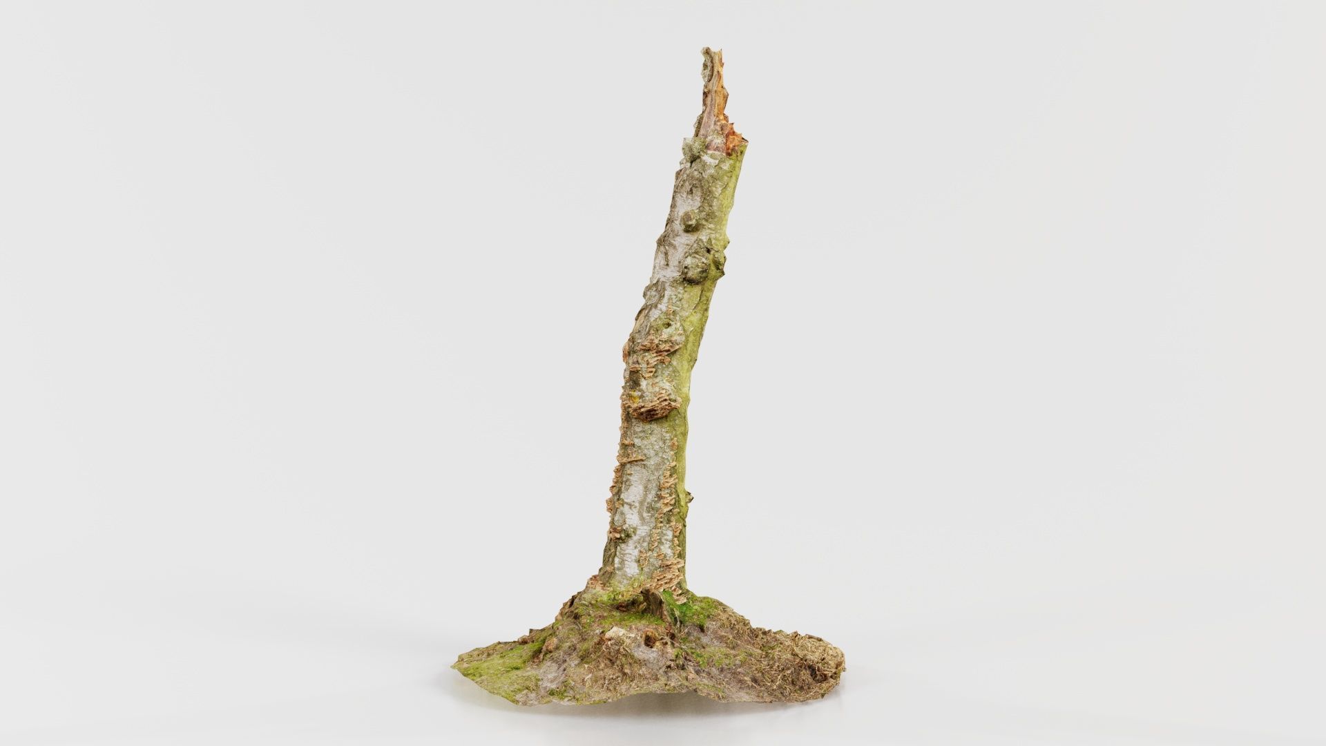 Cute Stump Bark Tree Low-poly 3D model_3