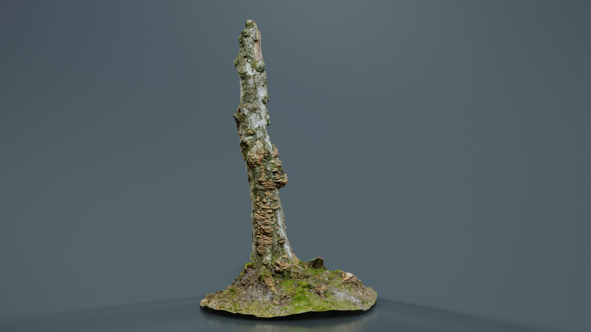 Cute Stump Bark Tree Low-poly 3D model_6