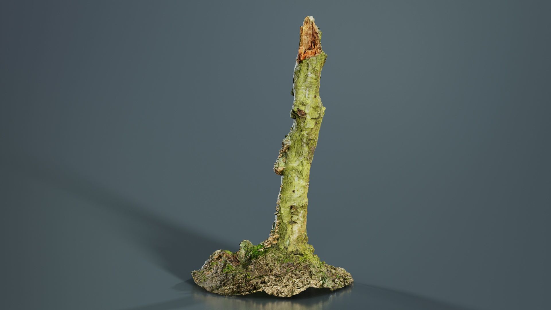 Cute Stump Bark Tree Low-poly 3D model_1