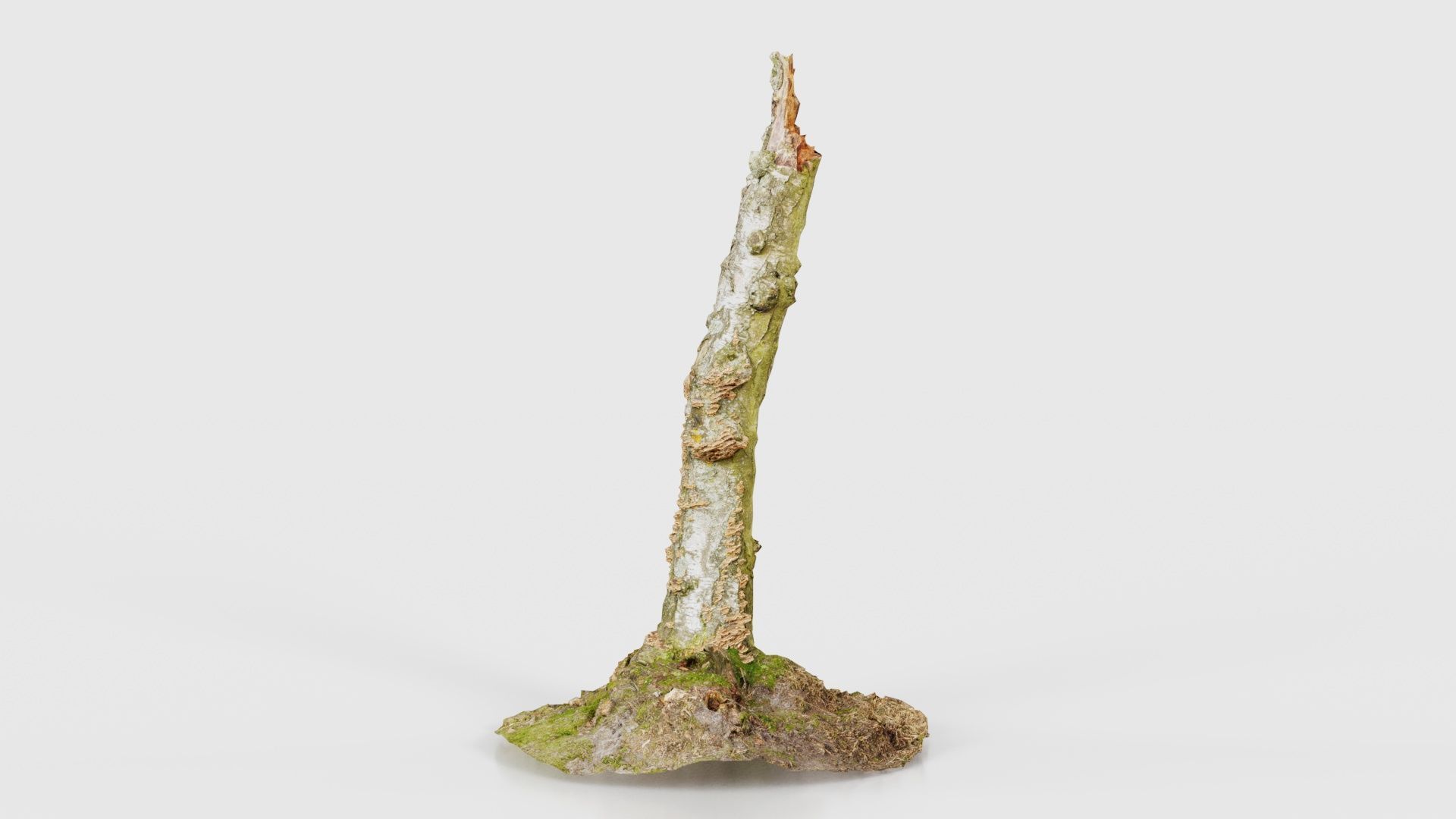Cute Stump Bark Tree Low-poly 3D model_15