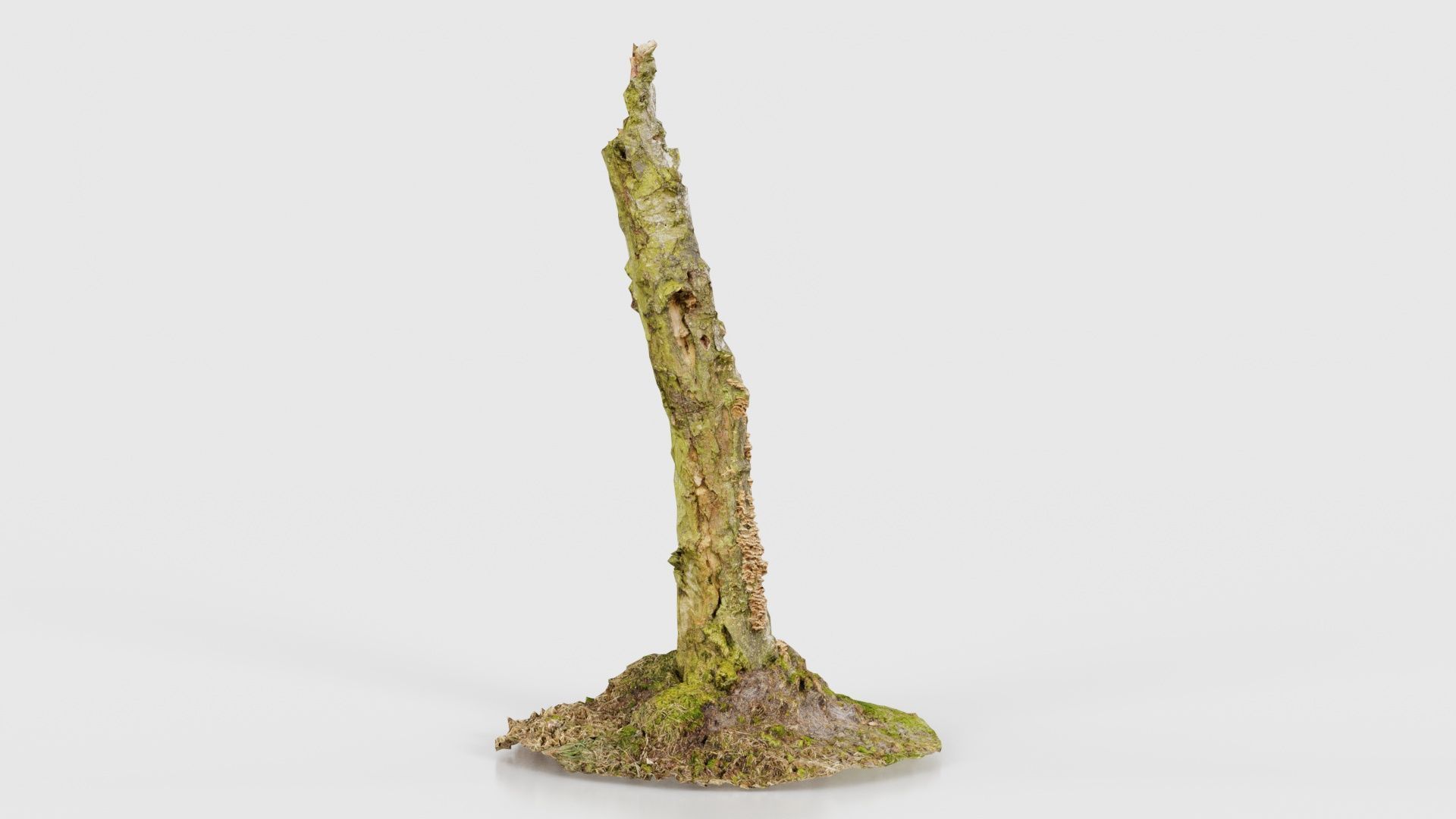 Cute Stump Bark Tree Low-poly 3D model_21