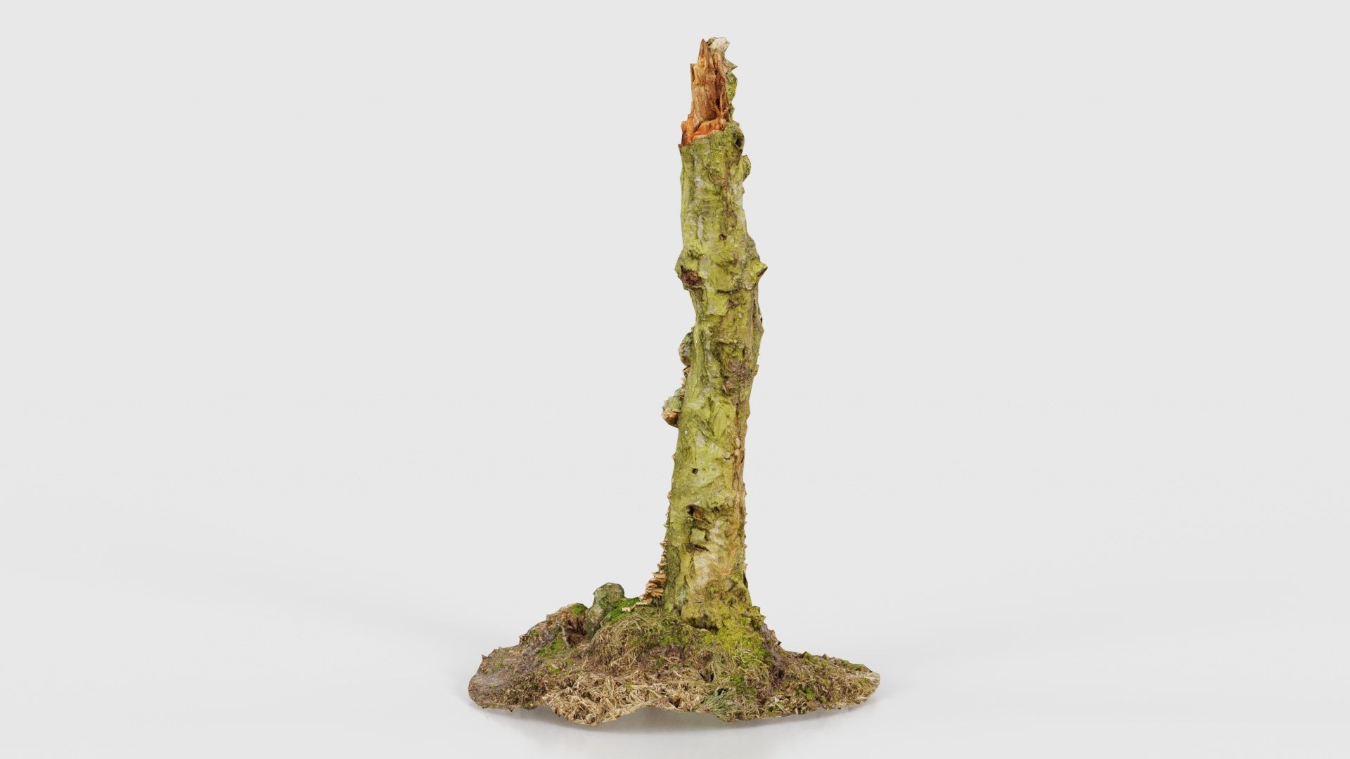 Cute Stump Bark Tree Low-poly 3D model_23