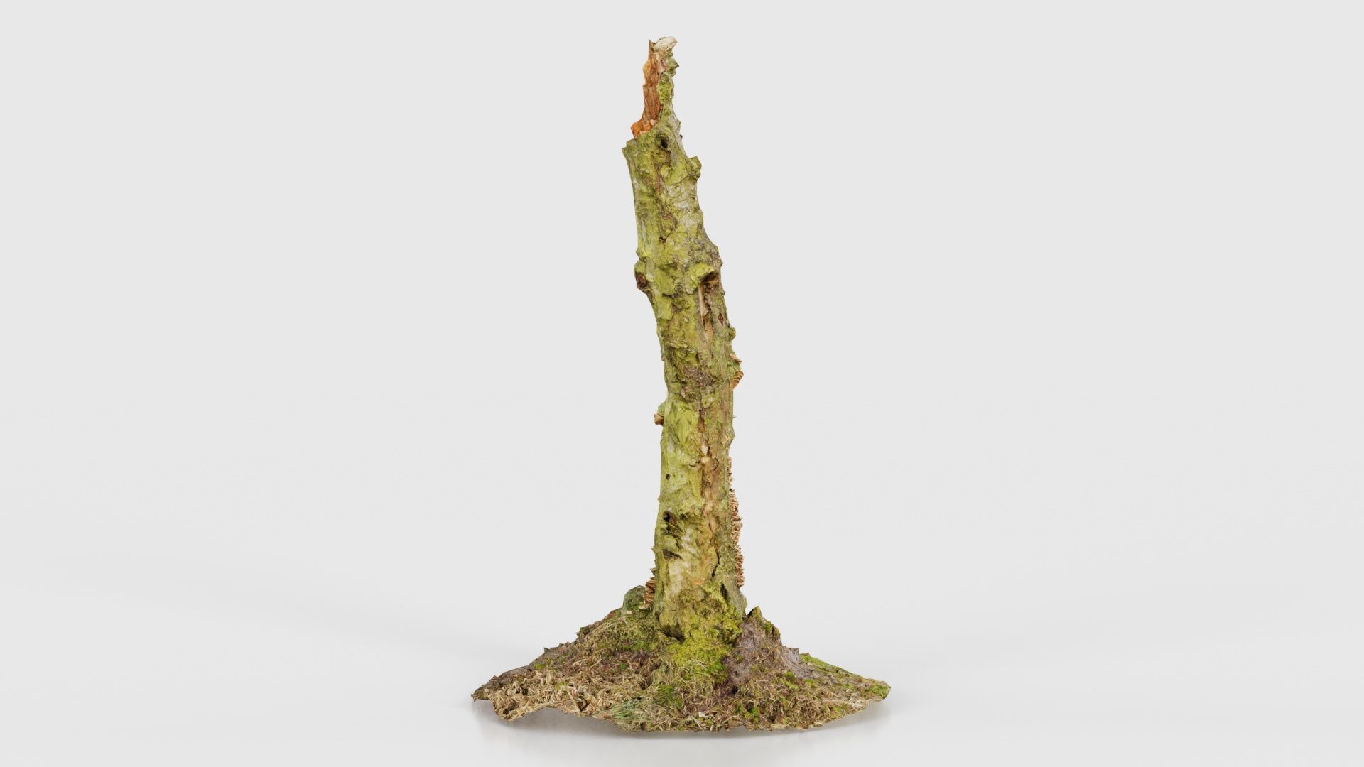 Cute Stump Bark Tree Low-poly 3D model_22