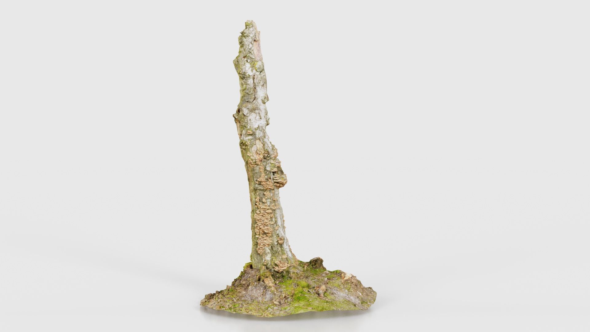 Cute Stump Bark Tree Low-poly 3D model_18