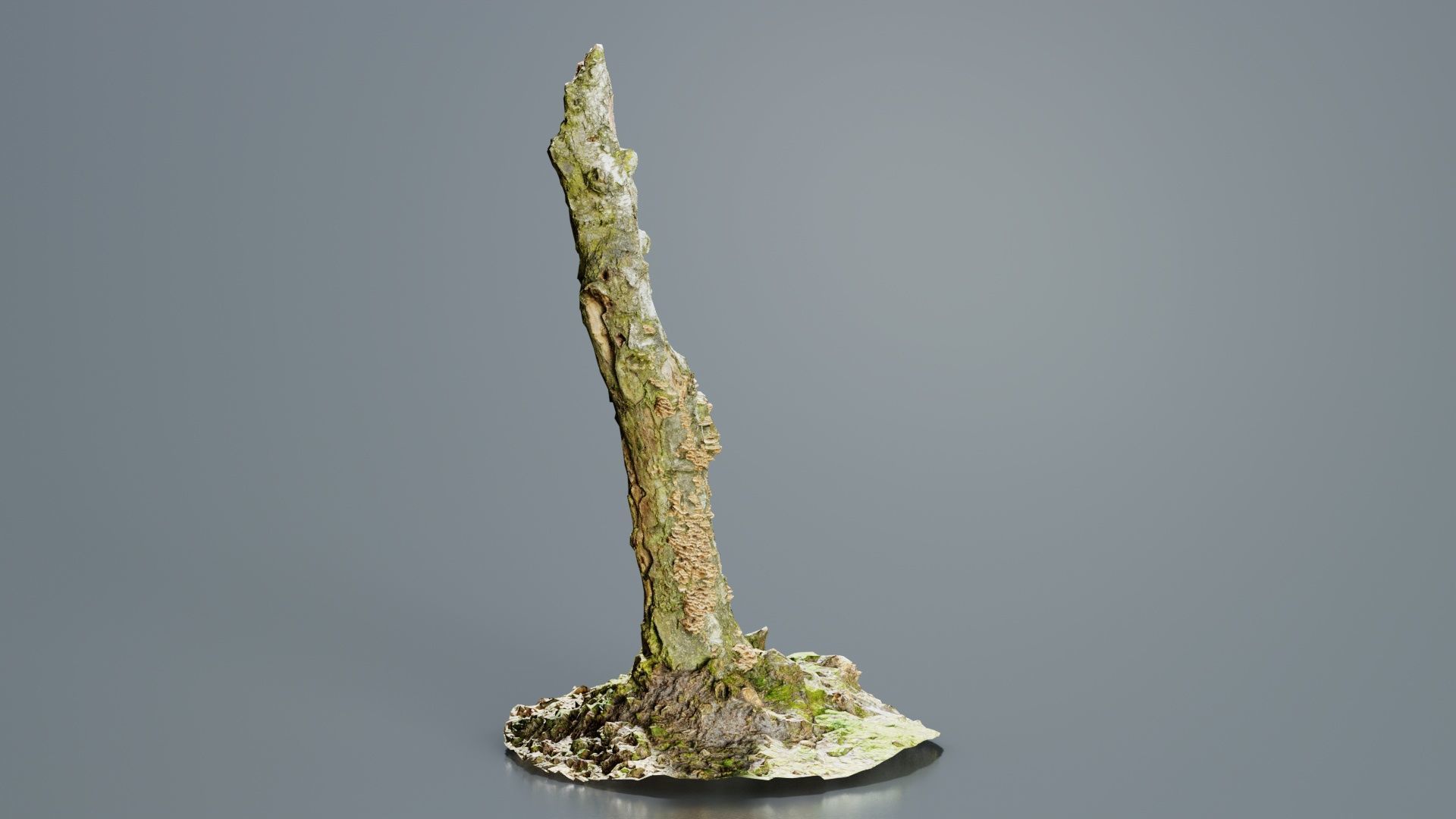 Cute Stump Bark Tree Low-poly 3D model_7