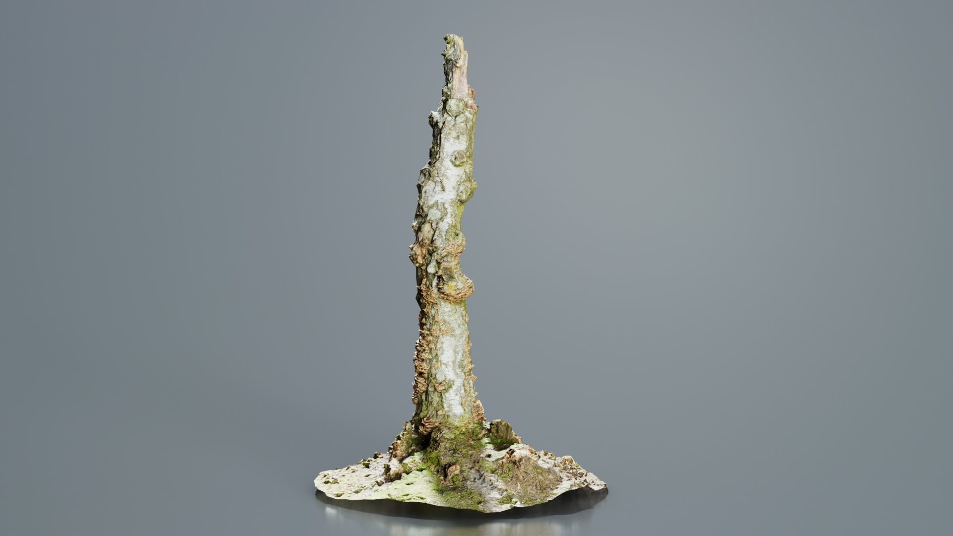 Cute Stump Bark Tree Low-poly 3D model_4