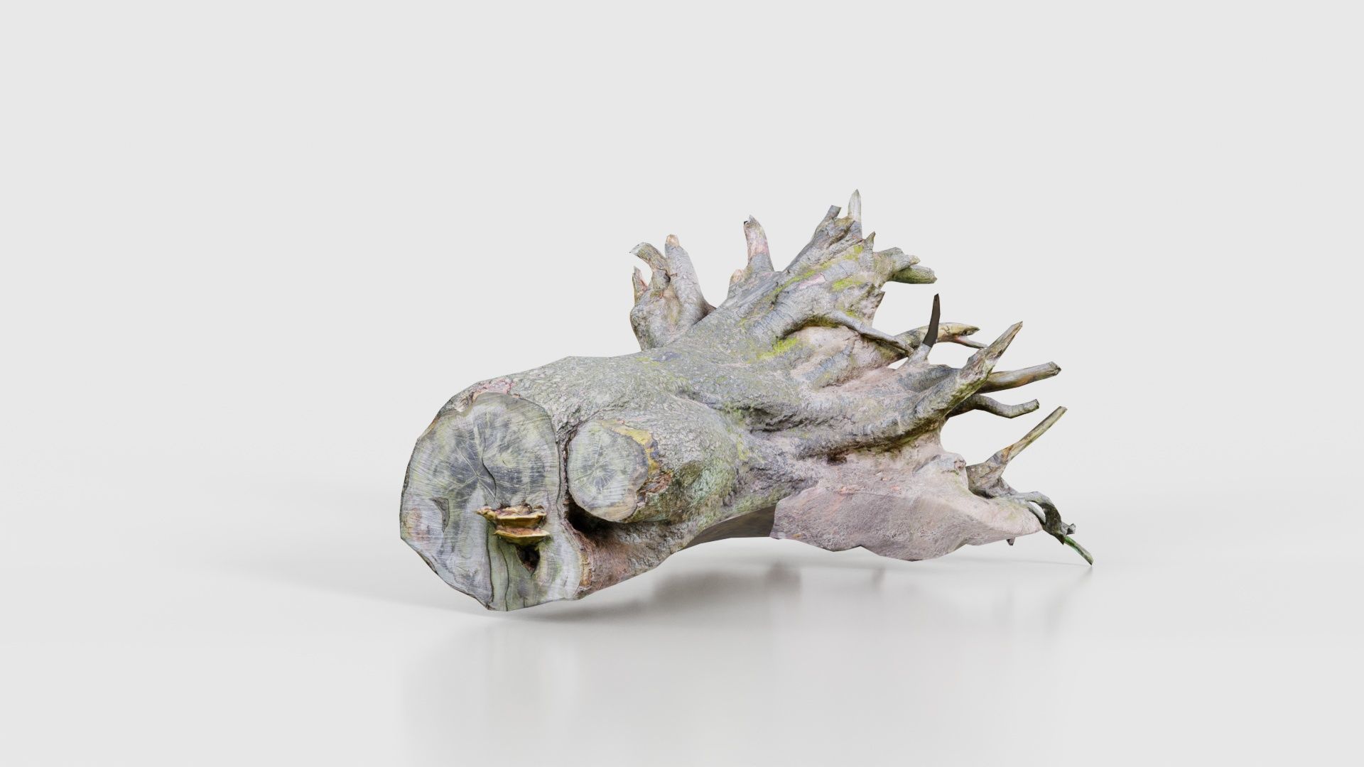 Fallen Tree Stump Roots Low-poly 3D model_22