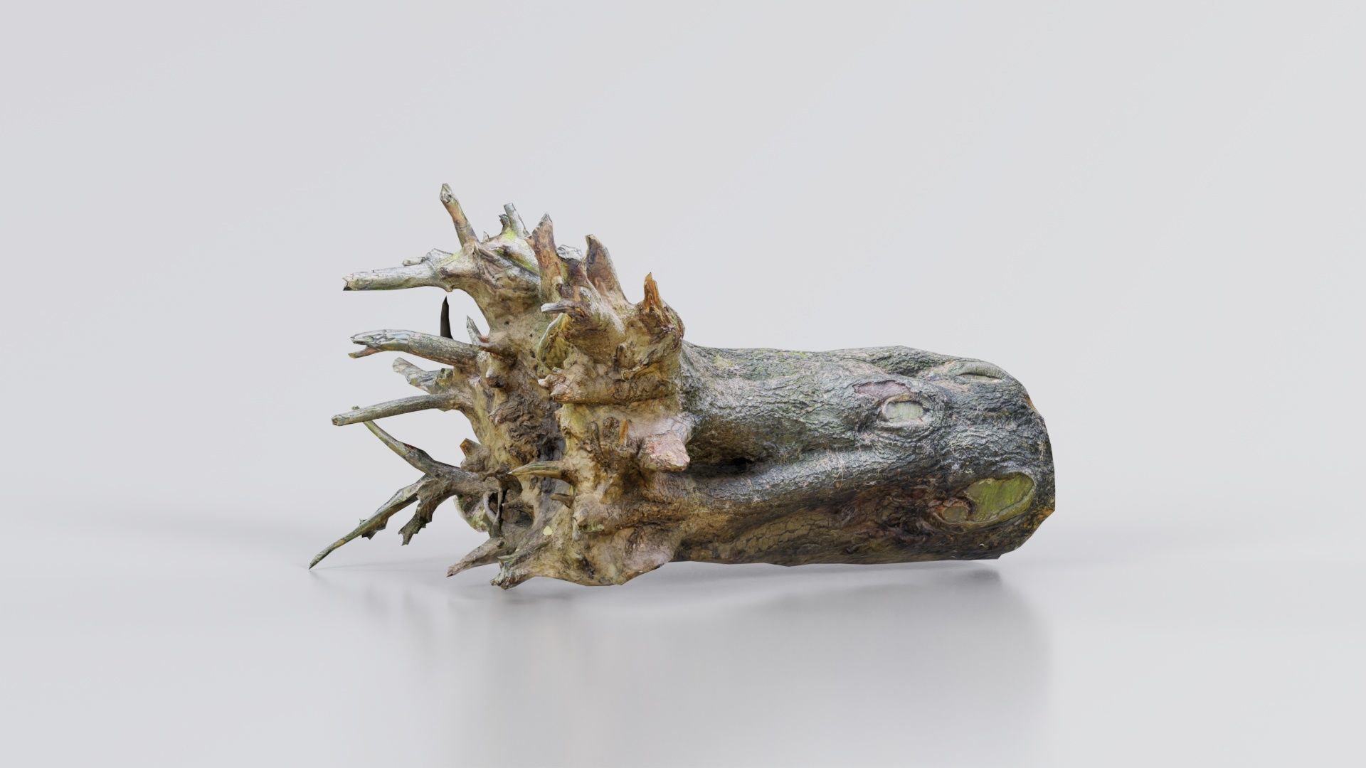 Fallen Tree Stump Roots Low-poly 3D model_3