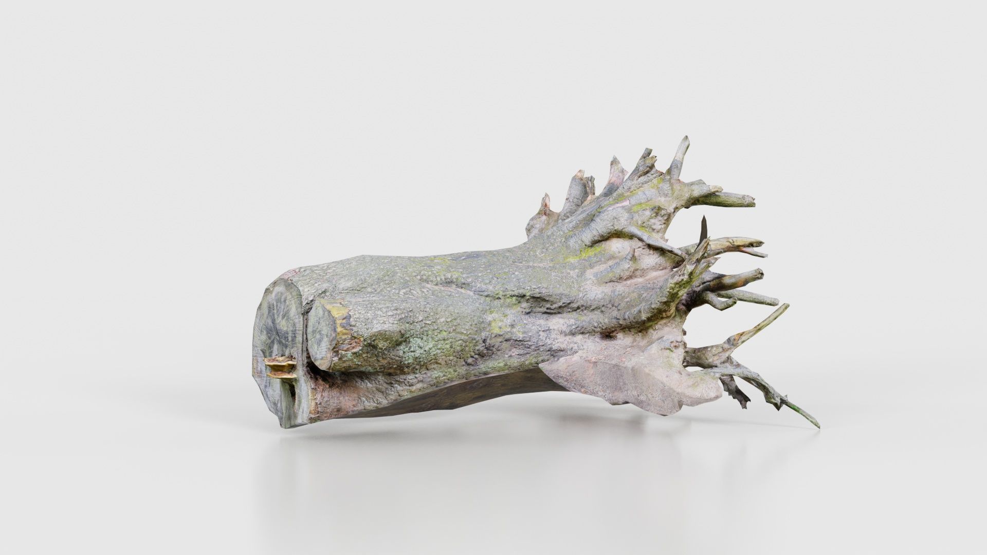 Fallen Tree Stump Roots Low-poly 3D model_21