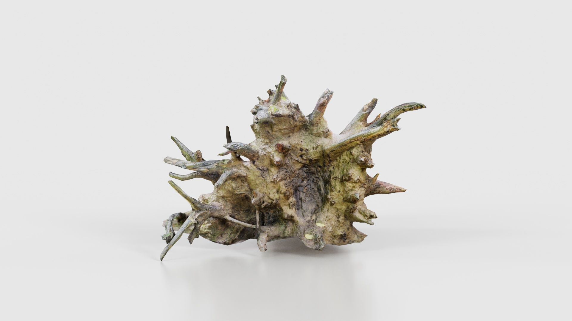 Fallen Tree Stump Roots Low-poly 3D model_17