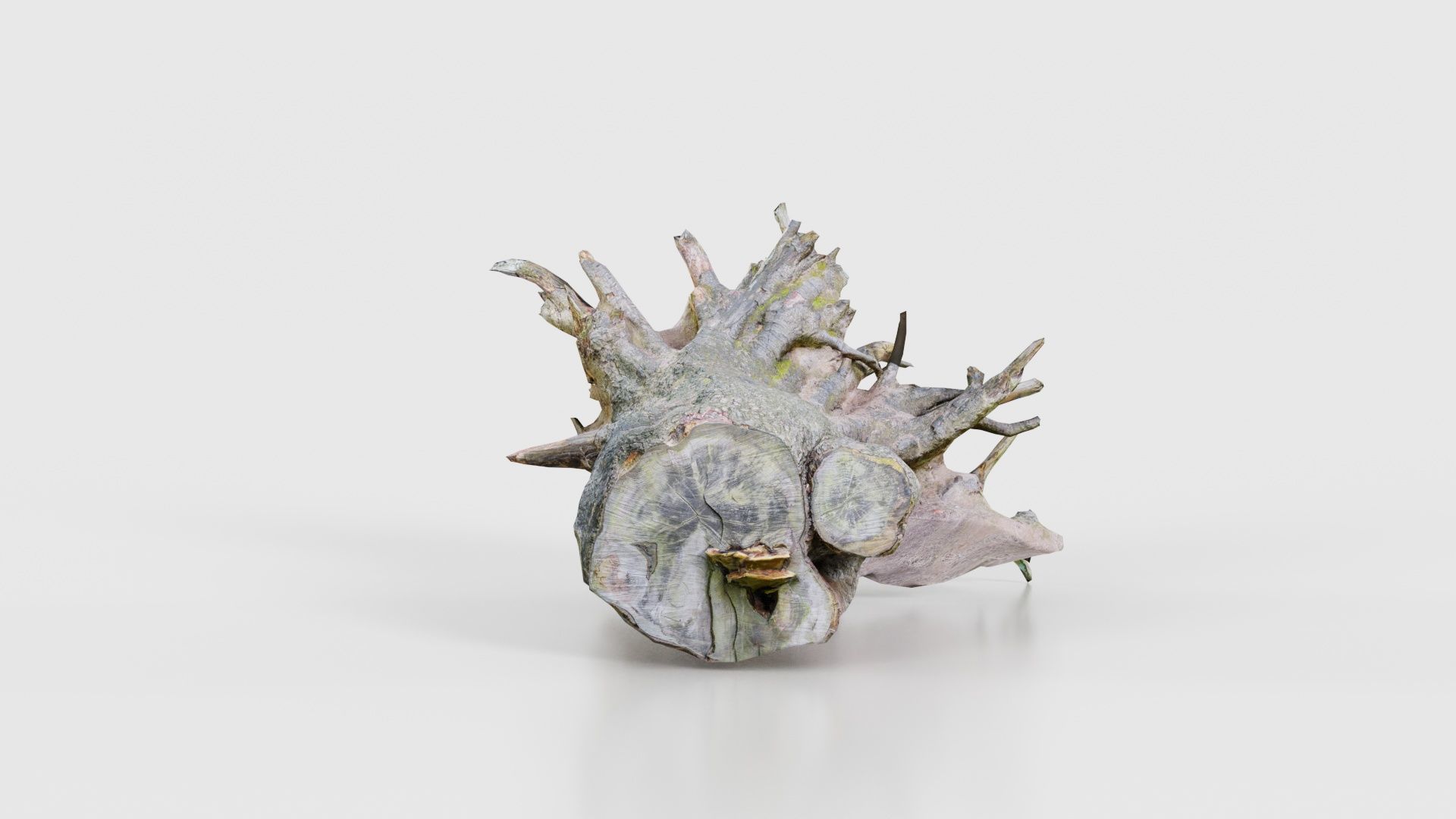 Fallen Tree Stump Roots Low-poly 3D model_23