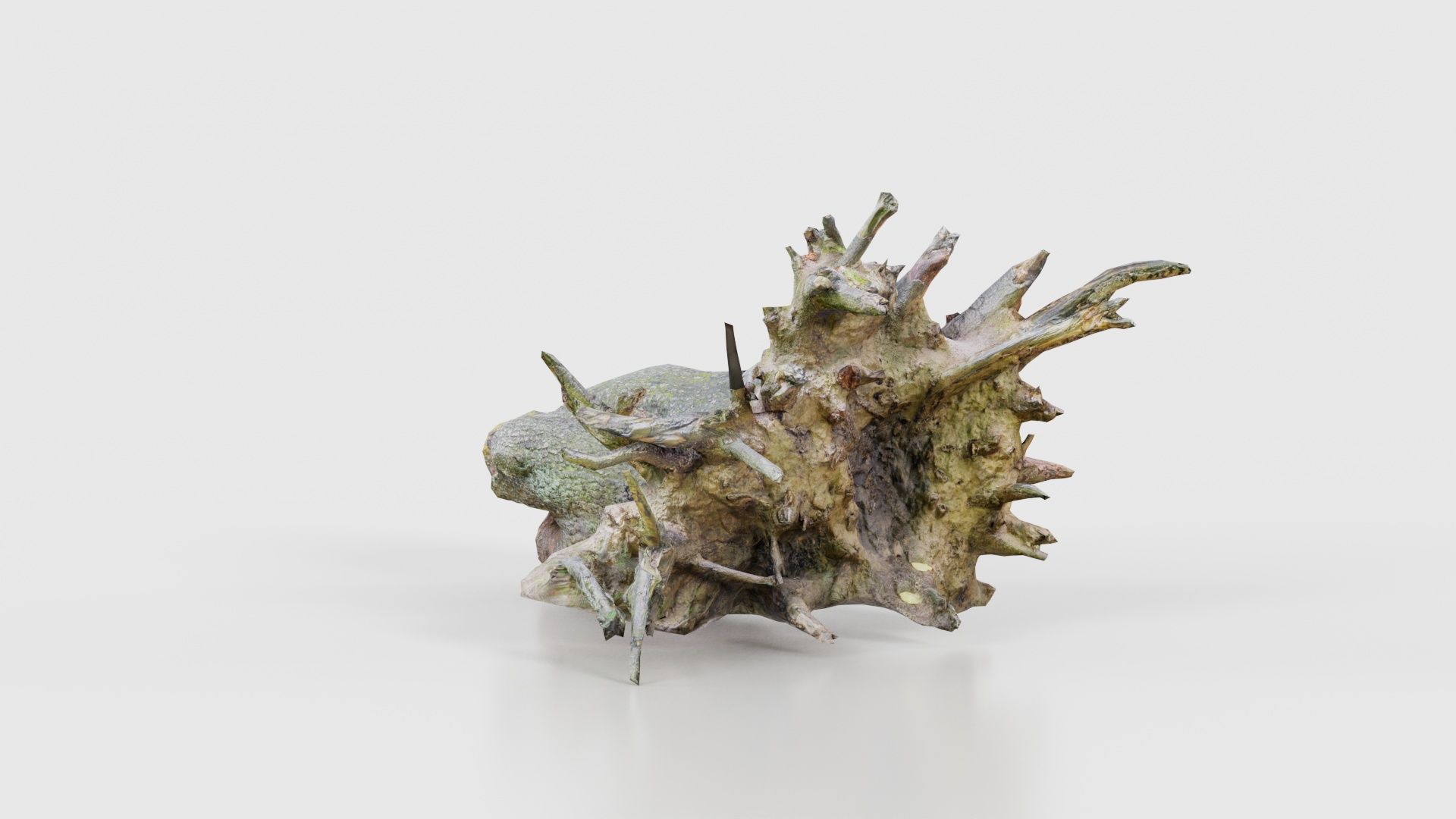 Fallen Tree Stump Roots Low-poly 3D model_18