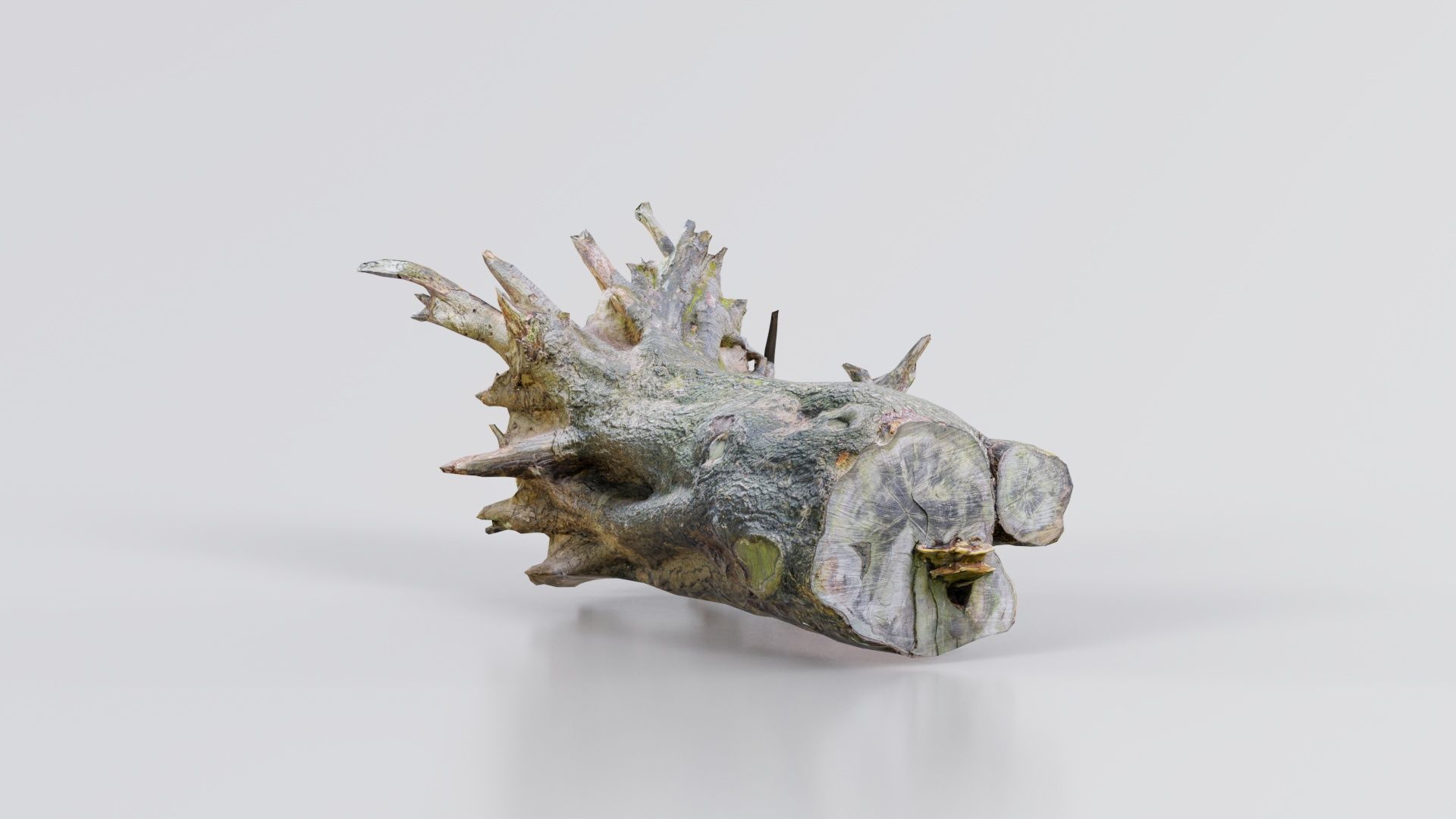 Fallen Tree Stump Roots Low-poly 3D model_1