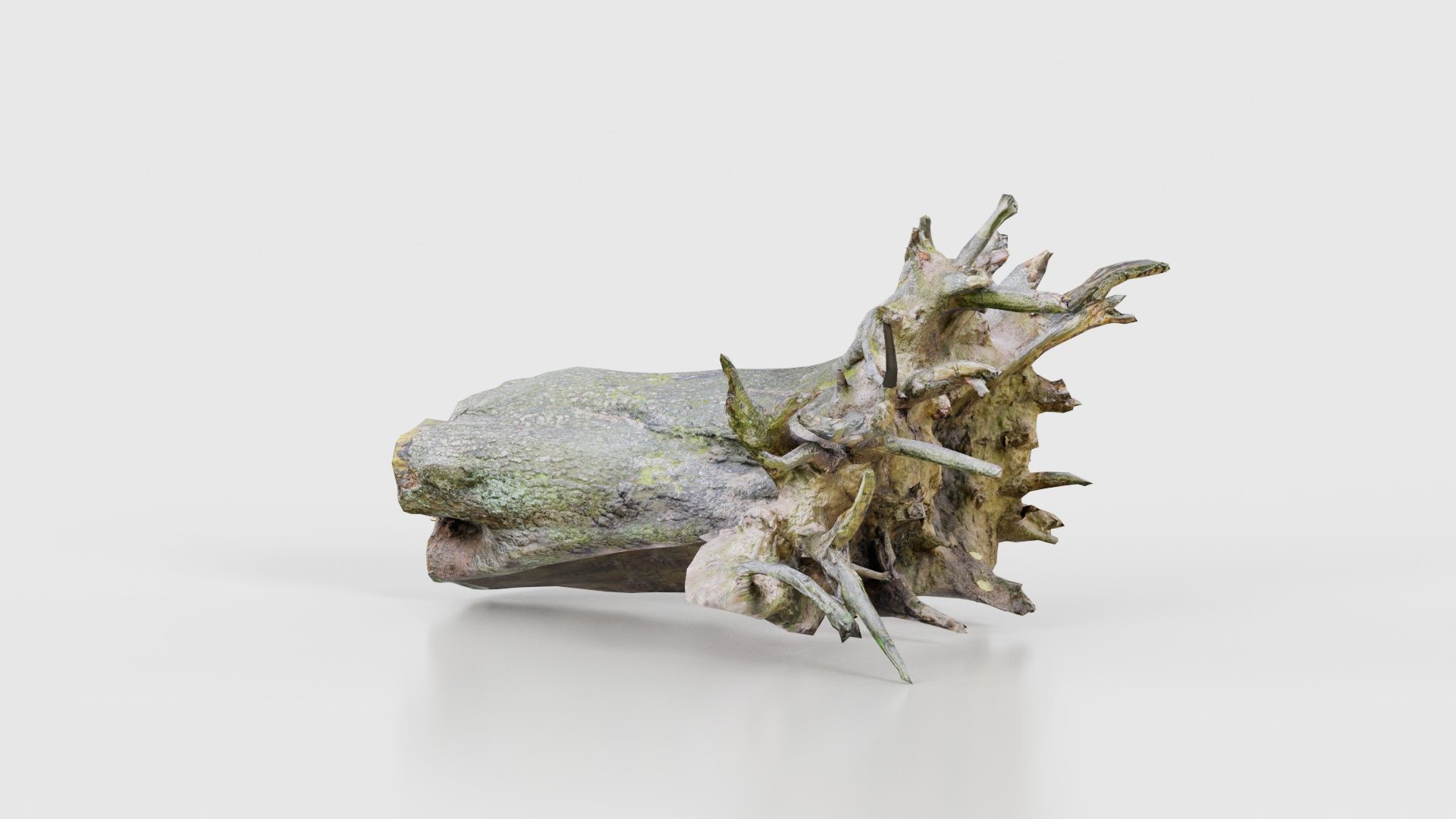 Fallen Tree Stump Roots Low-poly 3D model_19