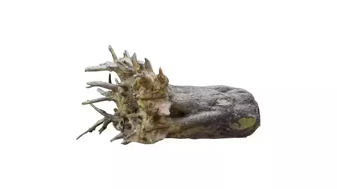 Fallen Tree Stump Roots Low-poly 3D model
