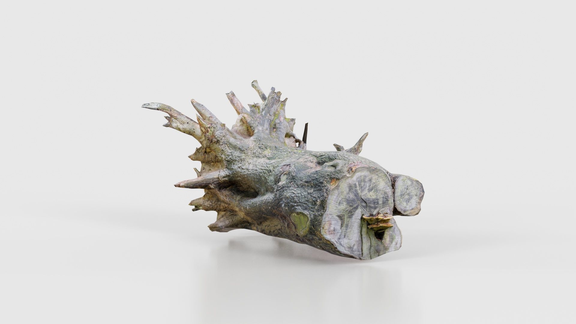 Fallen Tree Stump Roots Low-poly 3D model_24