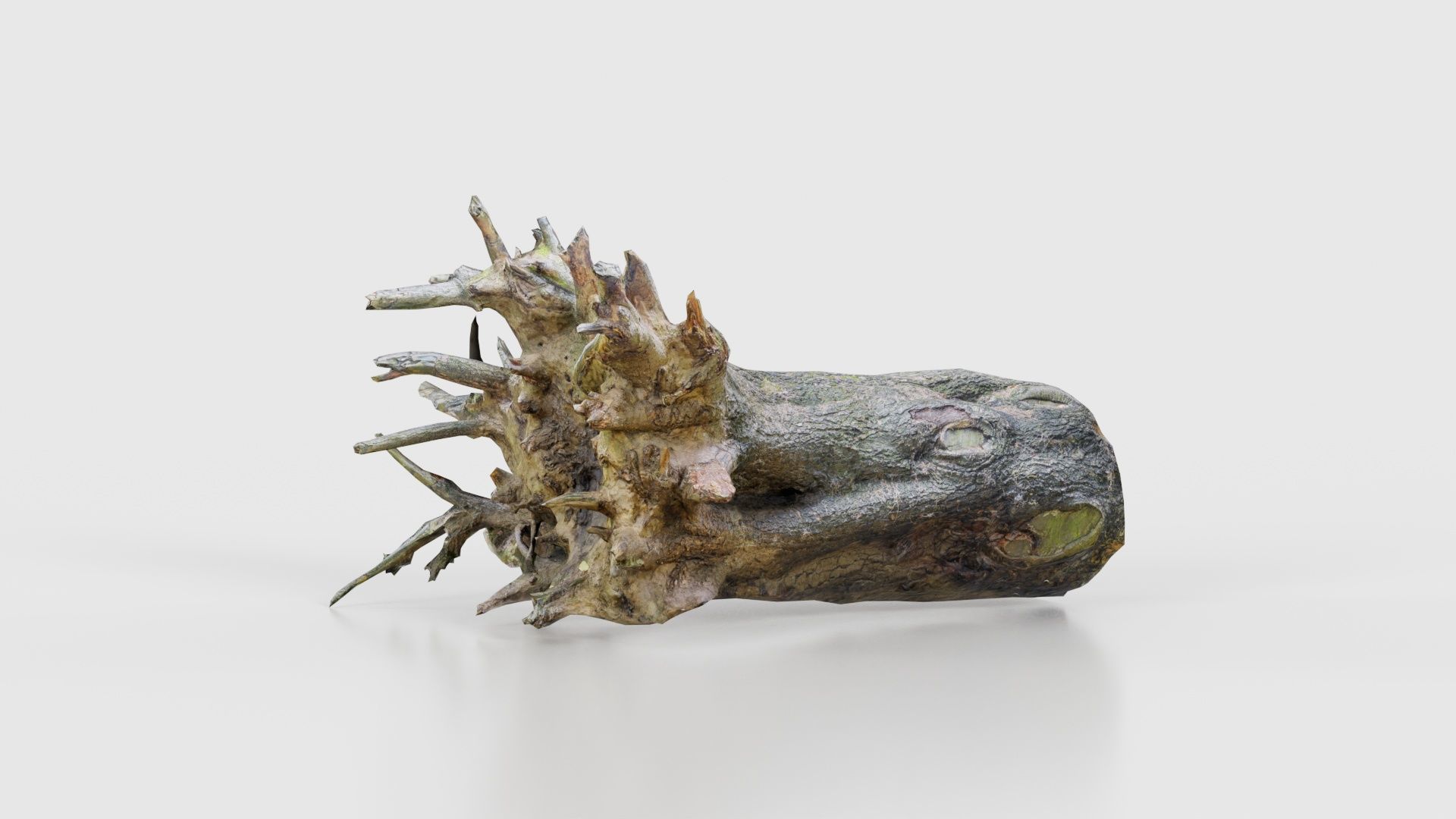 Fallen Tree Stump Roots Low-poly 3D model_15