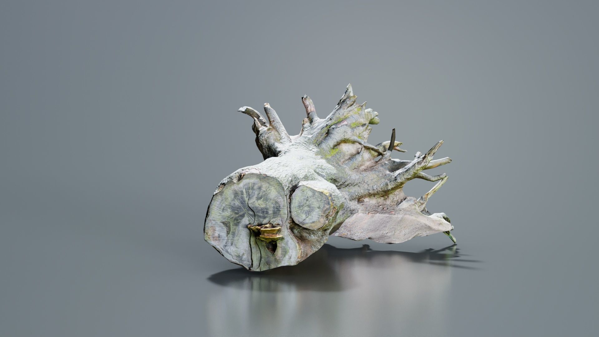 Fallen Tree Stump Roots Low-poly 3D model_5