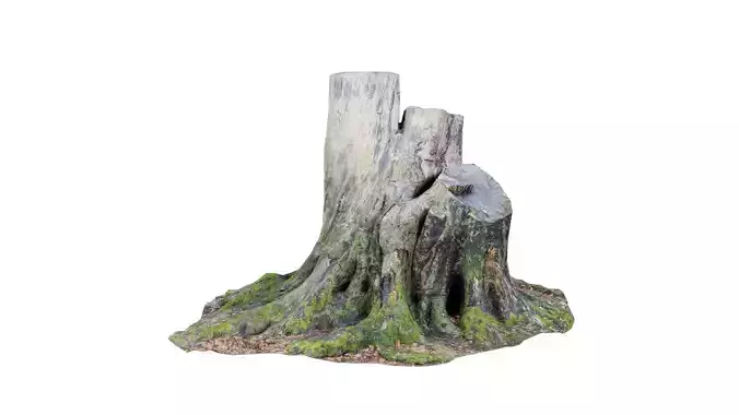 Large Triple Sawed Off Tree Stumps