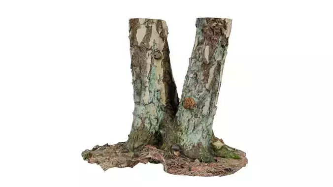 Split Tree Foundation Stump