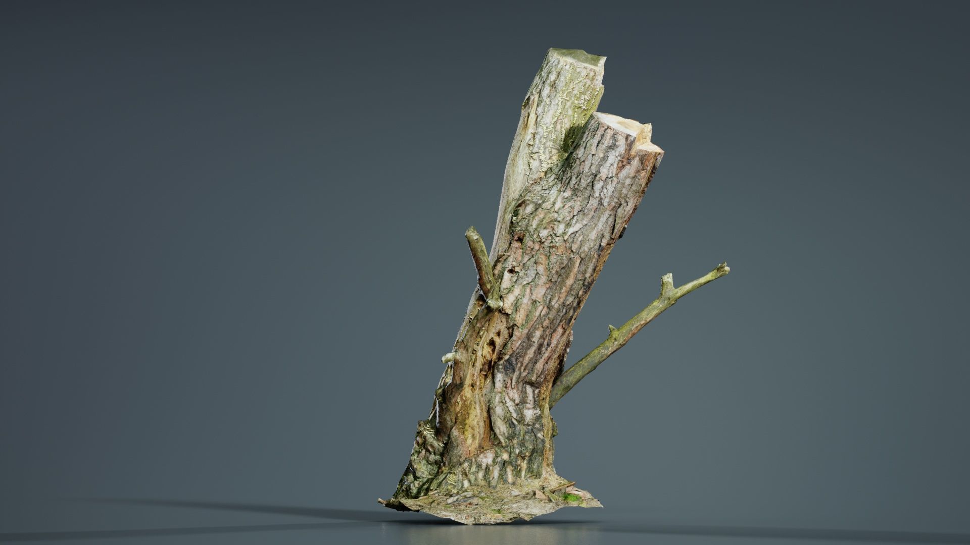 Tree Stump with Small Off Shoots Low-poly 3D model_4