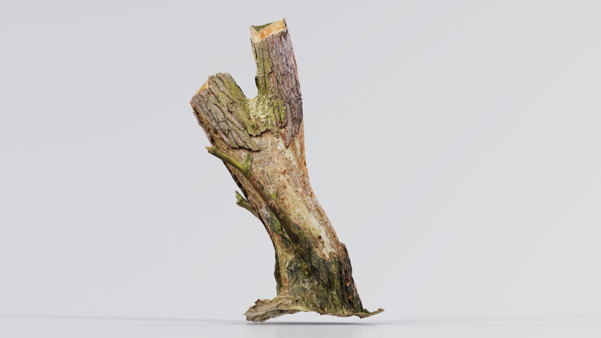 Tree Stump with Small Off Shoots Low-poly 3D model_5