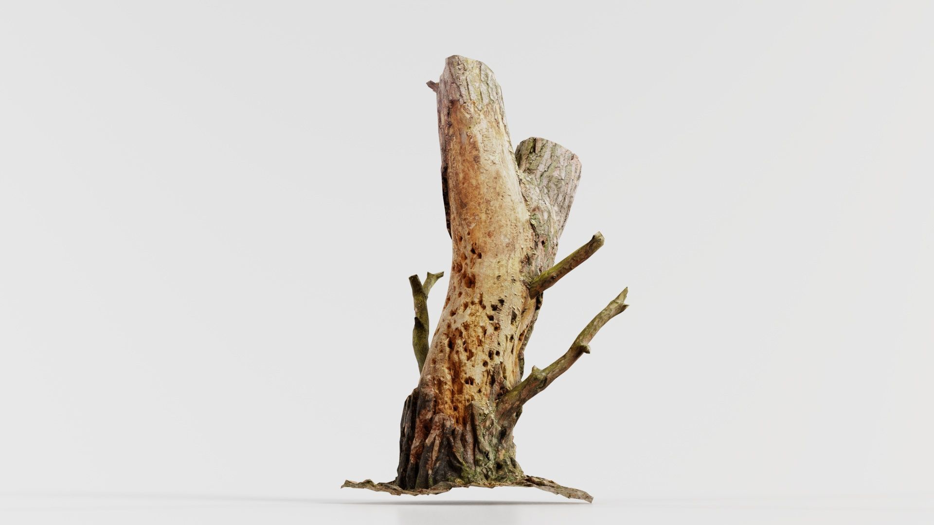 Tree Stump with Small Off Shoots Low-poly 3D model_2