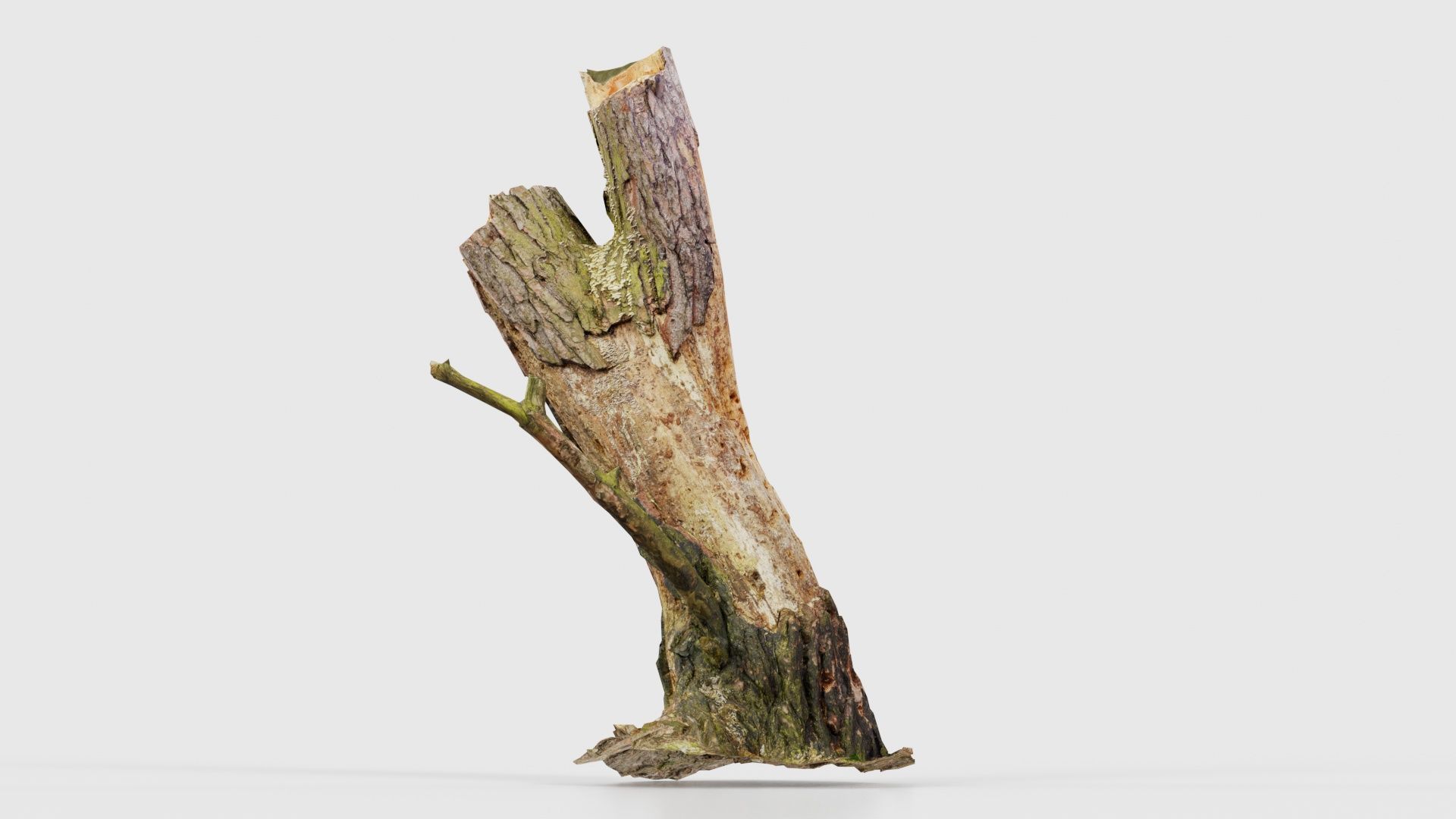 Tree Stump with Small Off Shoots Low-poly 3D model_25